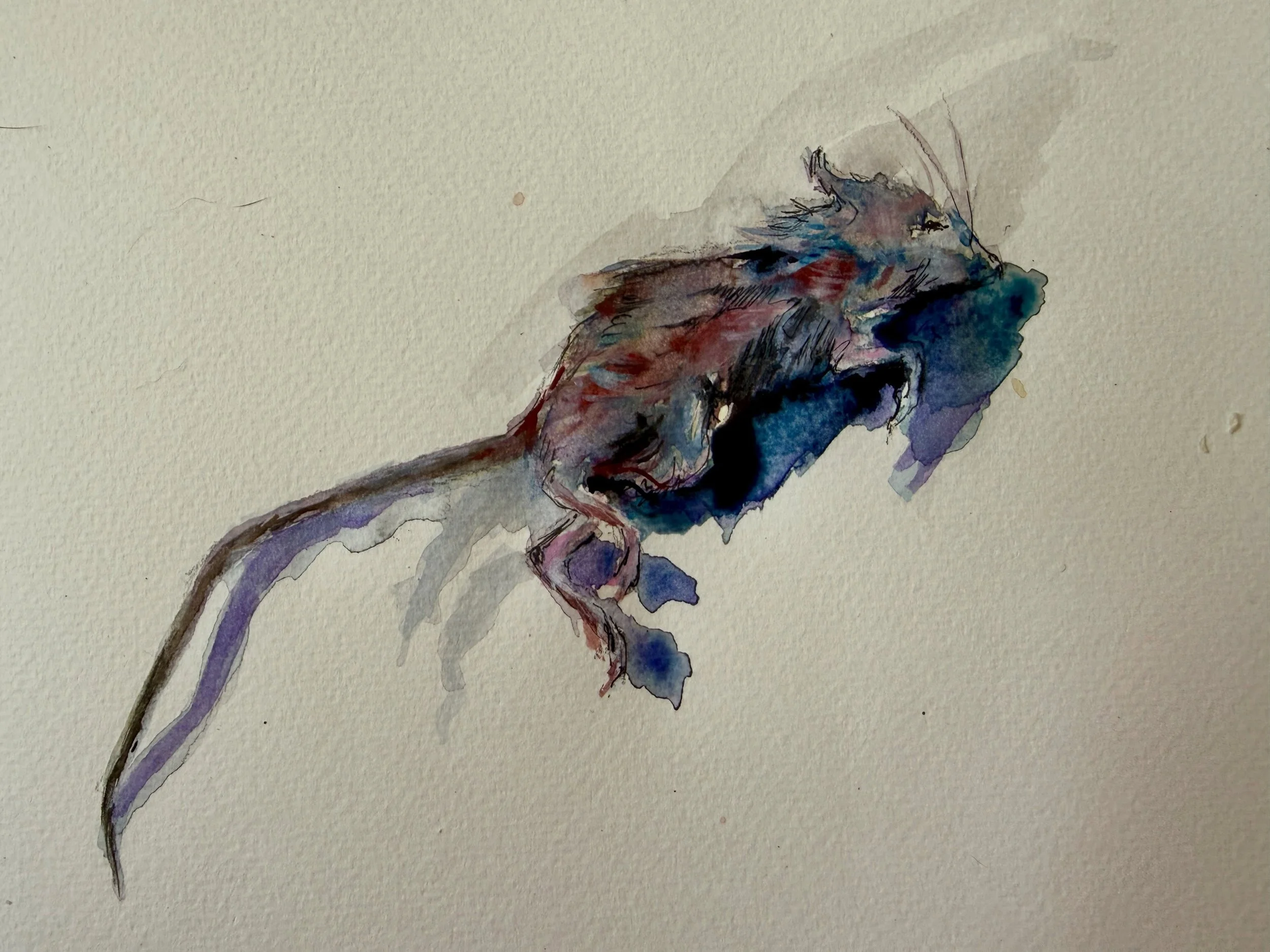 Another corpse left next to my sofa by the cat. A soft fragile creature with pointed snout and pale pink feet curled in an almost foetal position. As it&rsquo;s tiny, I&rsquo;m really not sure if it&rsquo;s a wood mouse or a Guernsey vole. Any Guerns