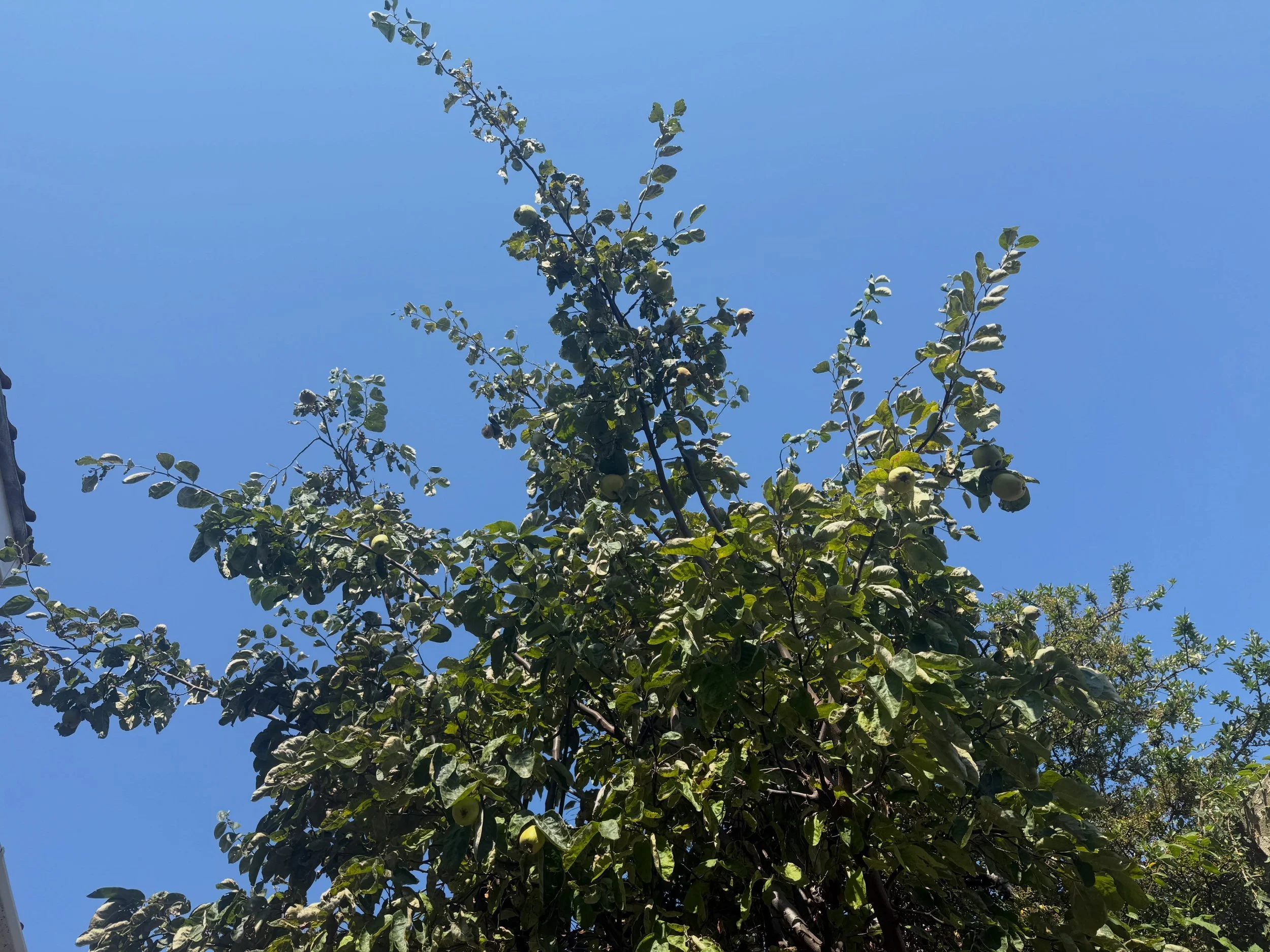 A brief lunchtime lie-down in the garden under the shade of the quince tree.