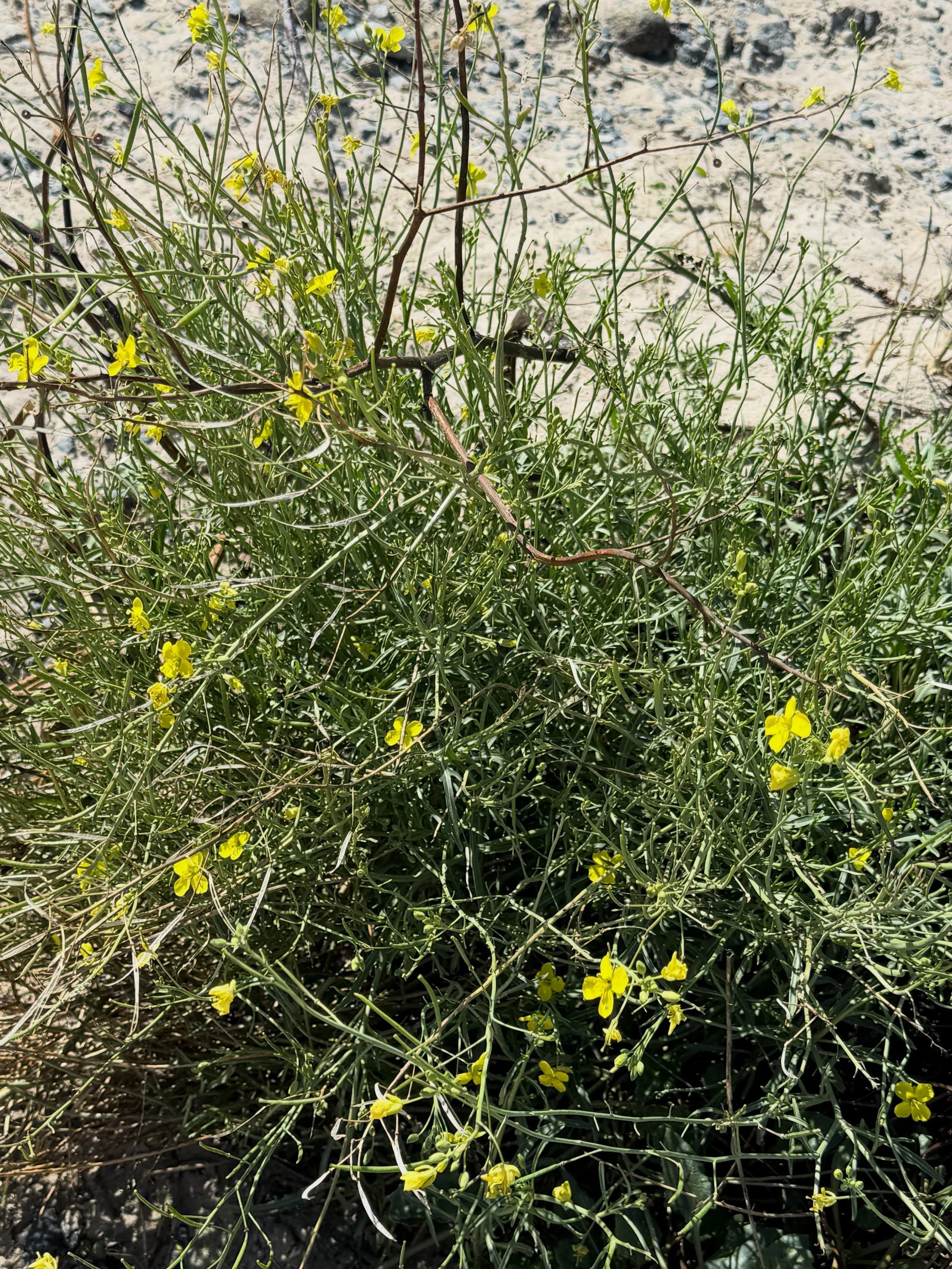 I love the tenacity of the sea plants around our coast - sea beet and rock samphire particularly. They&rsquo;ve survived the drought of summer and continue strong into lovely Sept. A glorious swim on the high tide this lunchtime - sea temperature 19.