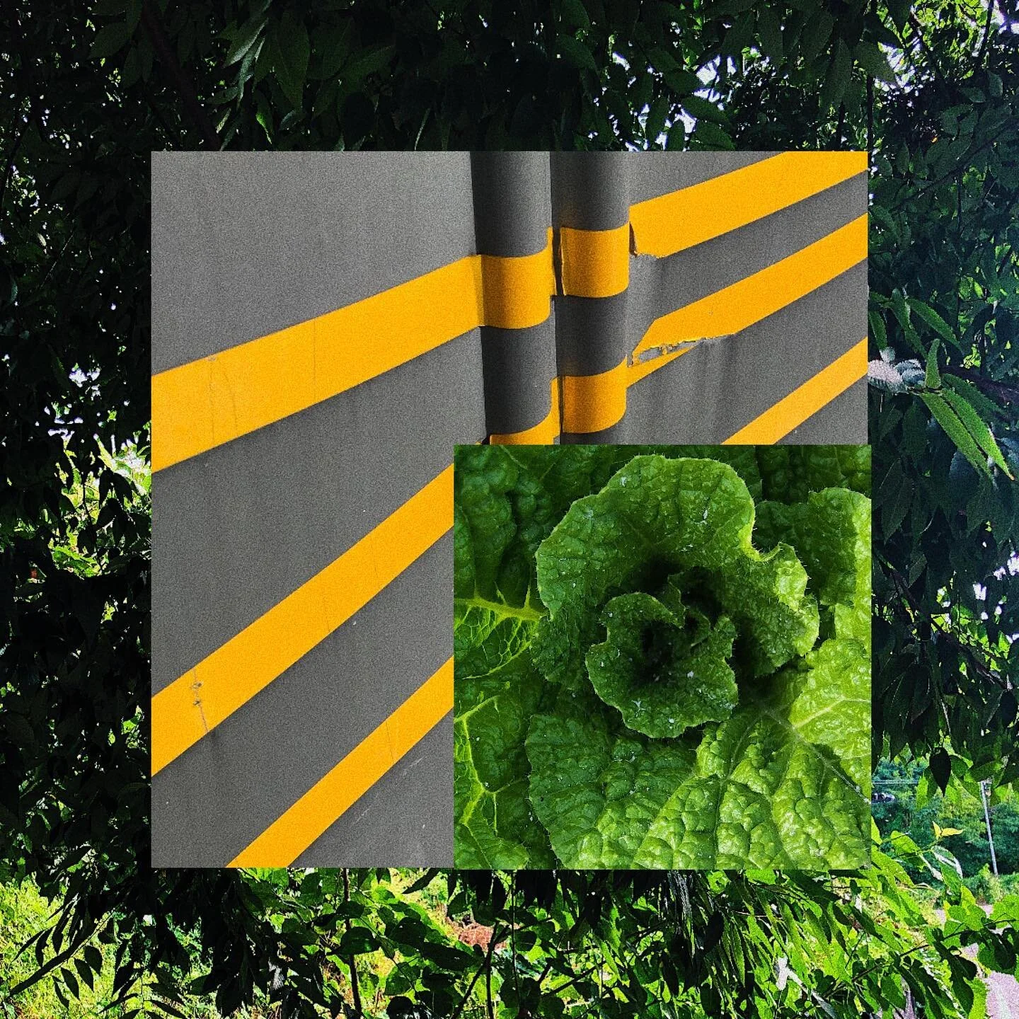 The 16th of September, 2021
🌳
Way back home
🚧
iPhone 8+, Ps
#LM160921