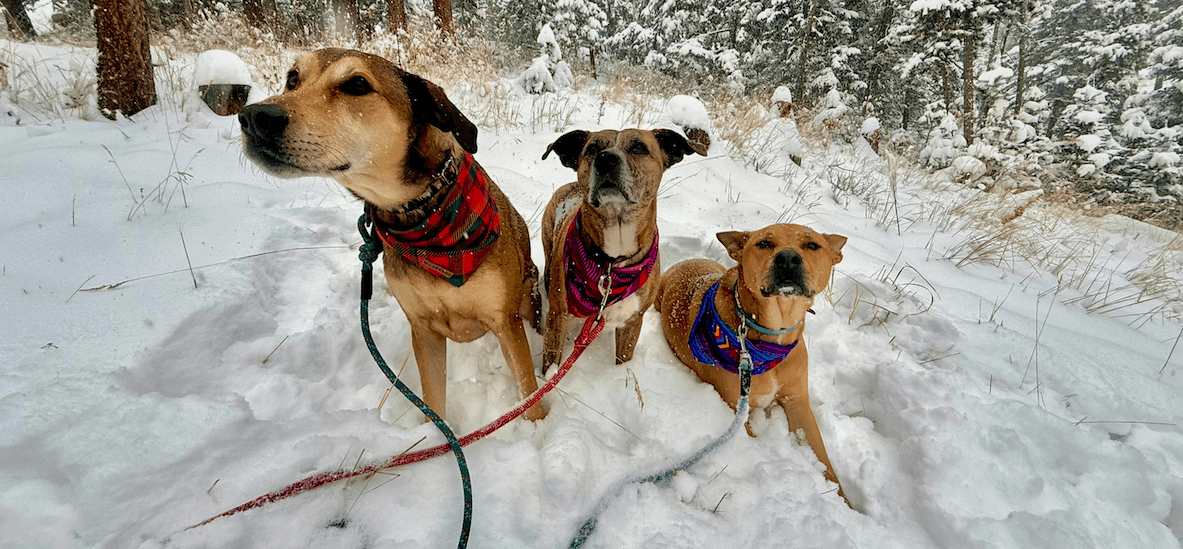 Professional dog hiking and dog walking services in Evergreen and Conifer Colorado.