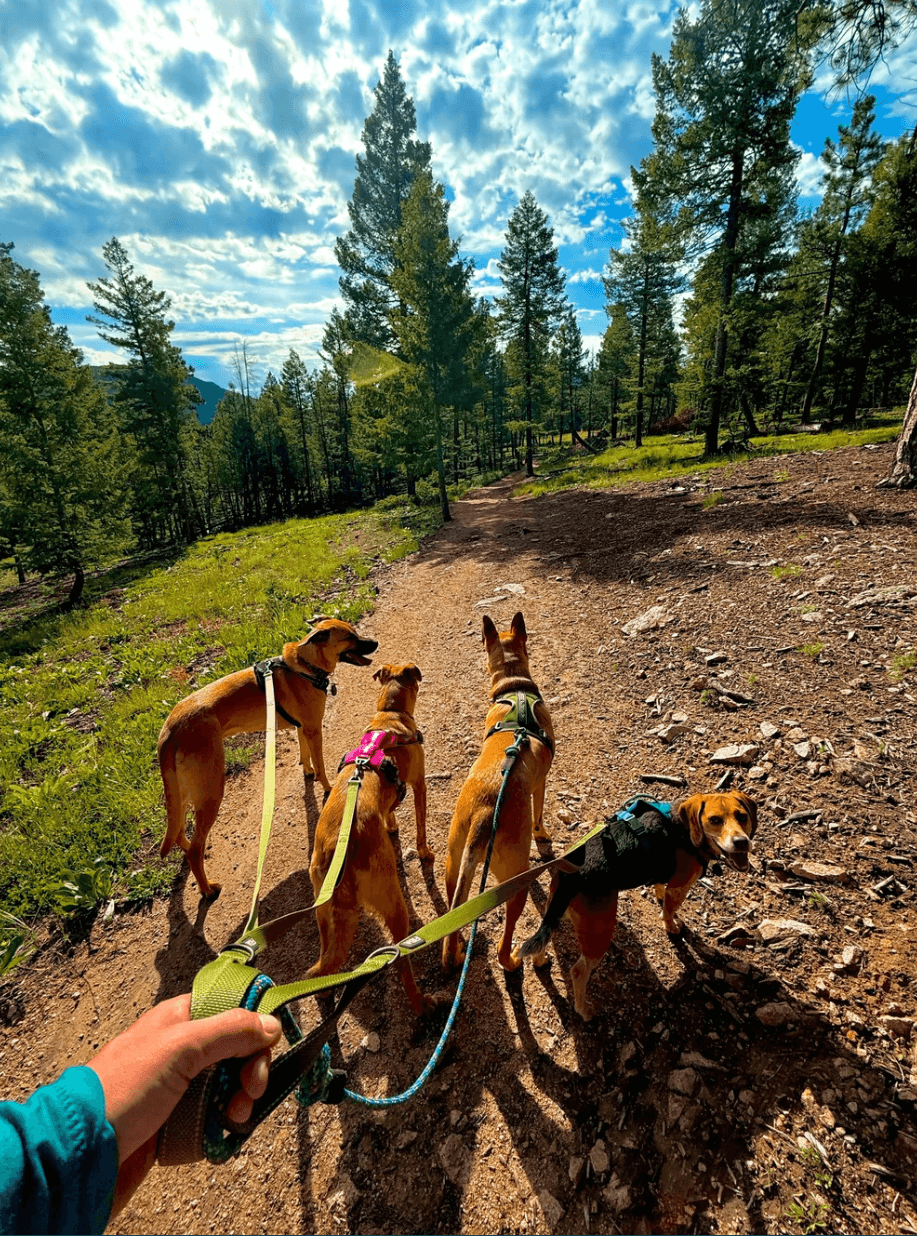 Adventure dog hikes and dog walking in Evergreen, Conifer, and the Denver foothills.