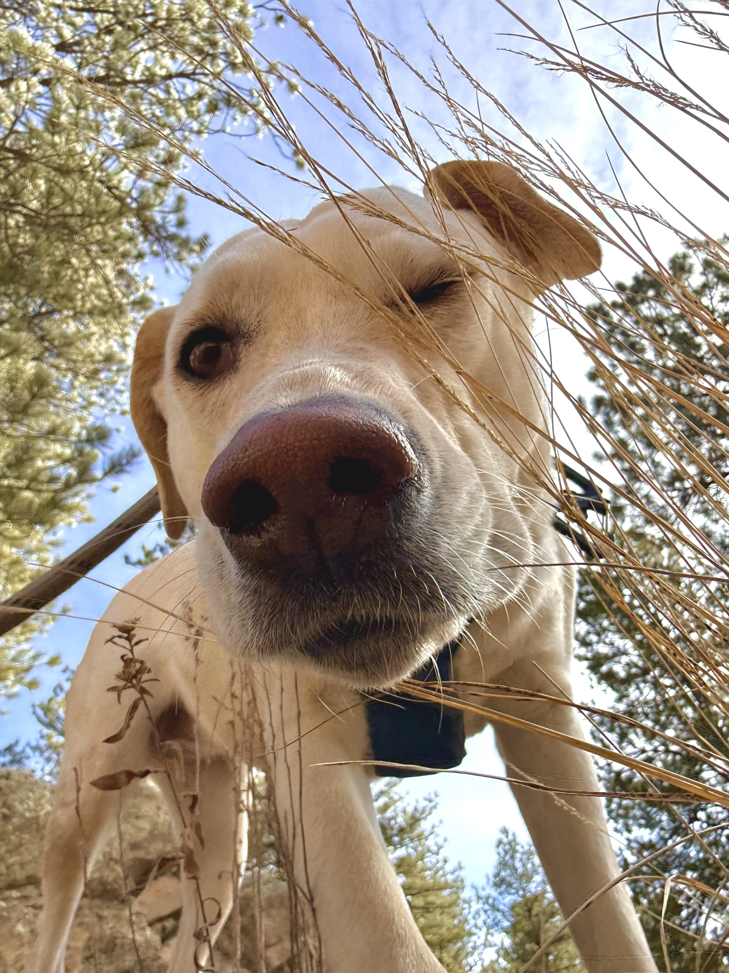 Happy dog exploring outdoors with Hi Country Hounds in the Denver foothills