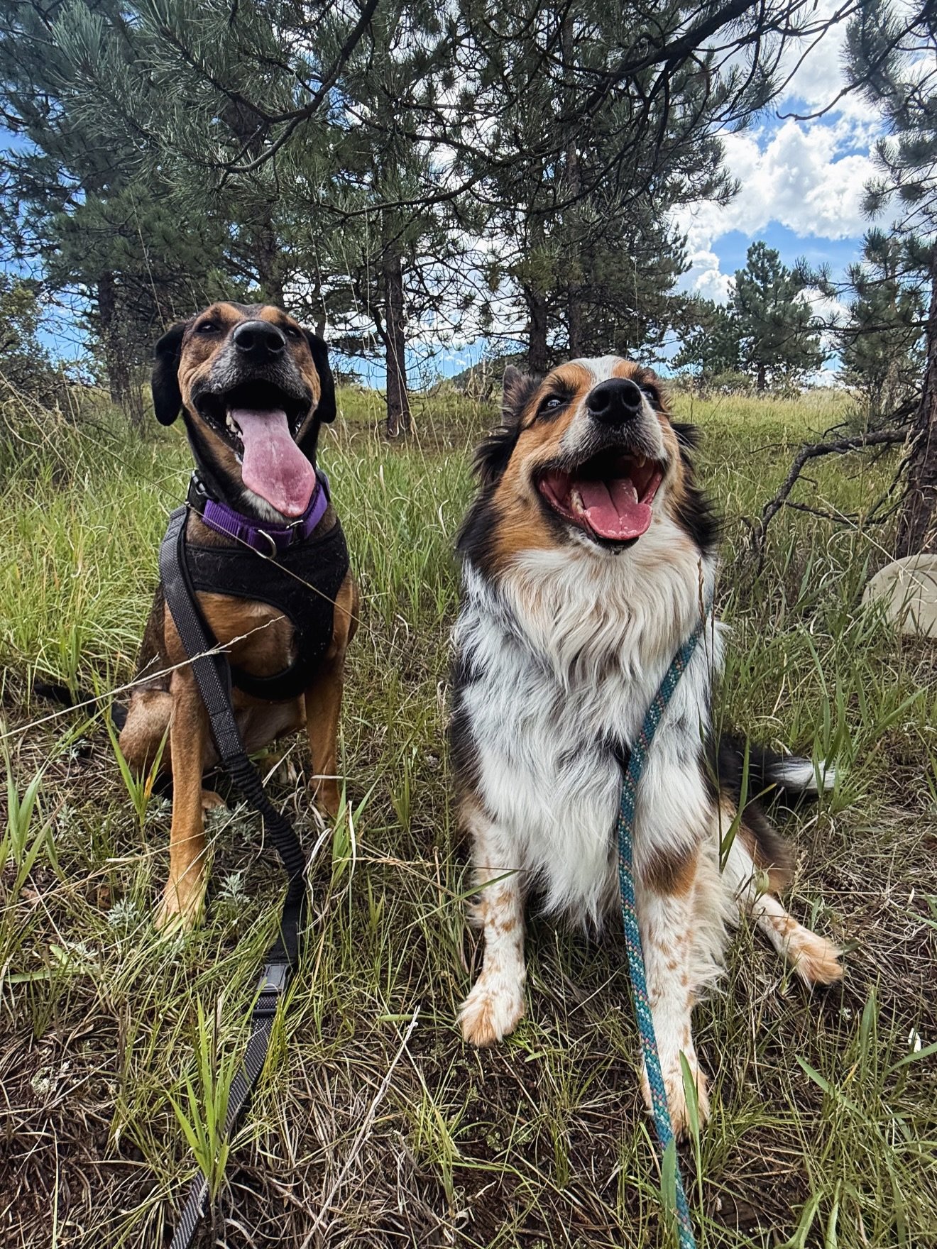 Hi Country Hounds dogs out for a Colorado trail adventure