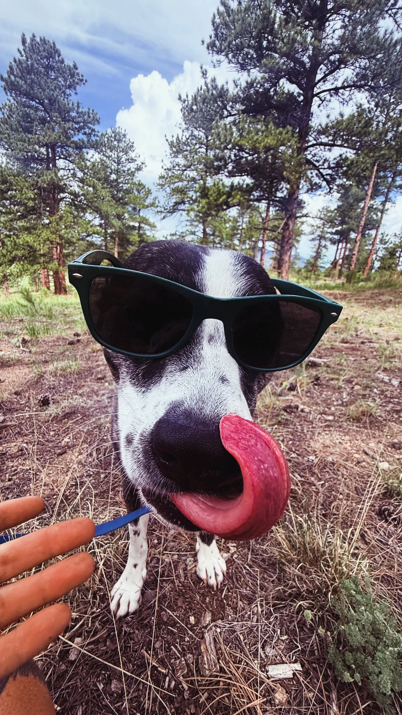 Happy dog posing for a trail photo during a Hi Country Hounds dog hike.