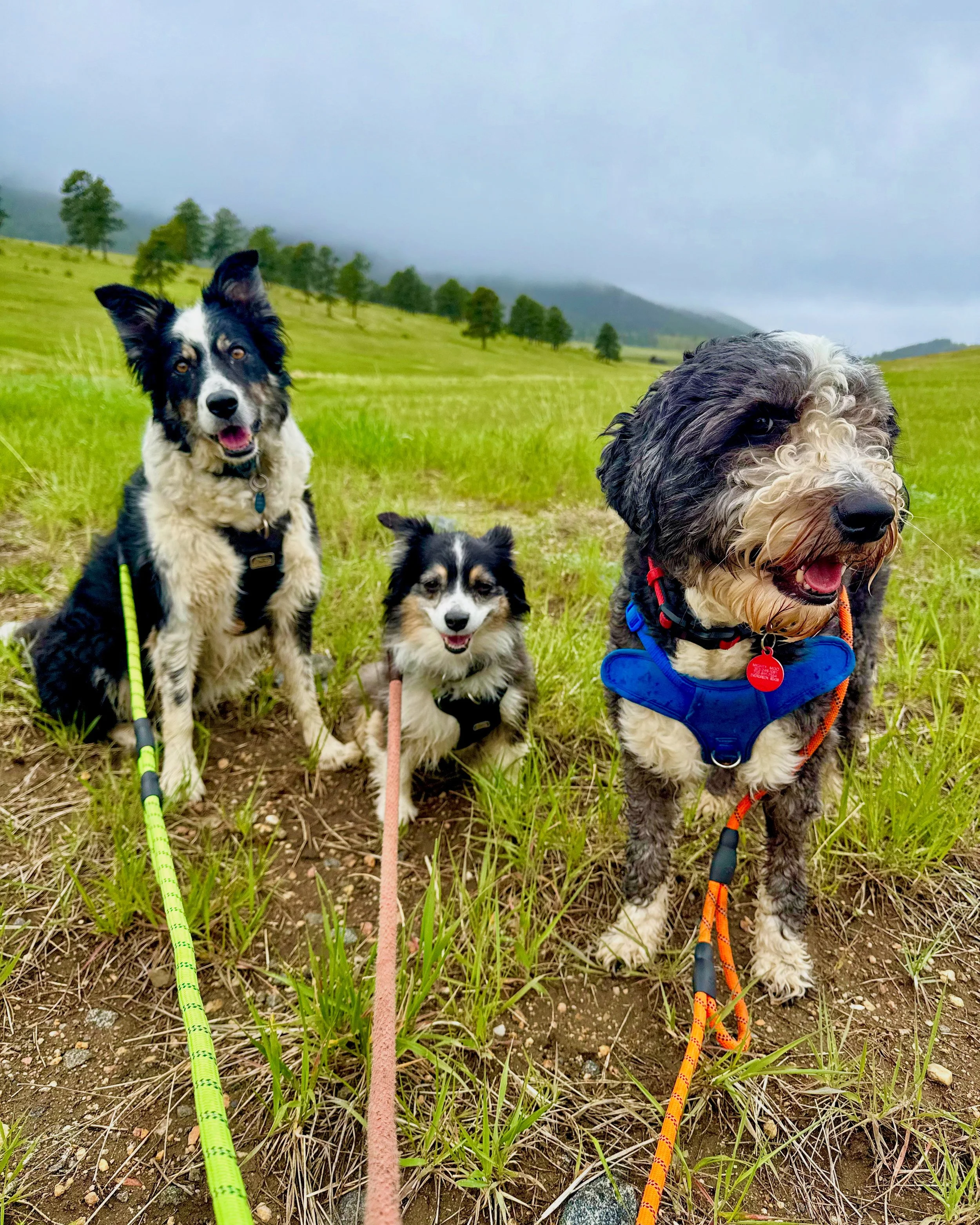 Small group of dogs throiugh a meadow in the Colorado foothills with Hi Country Hounds.