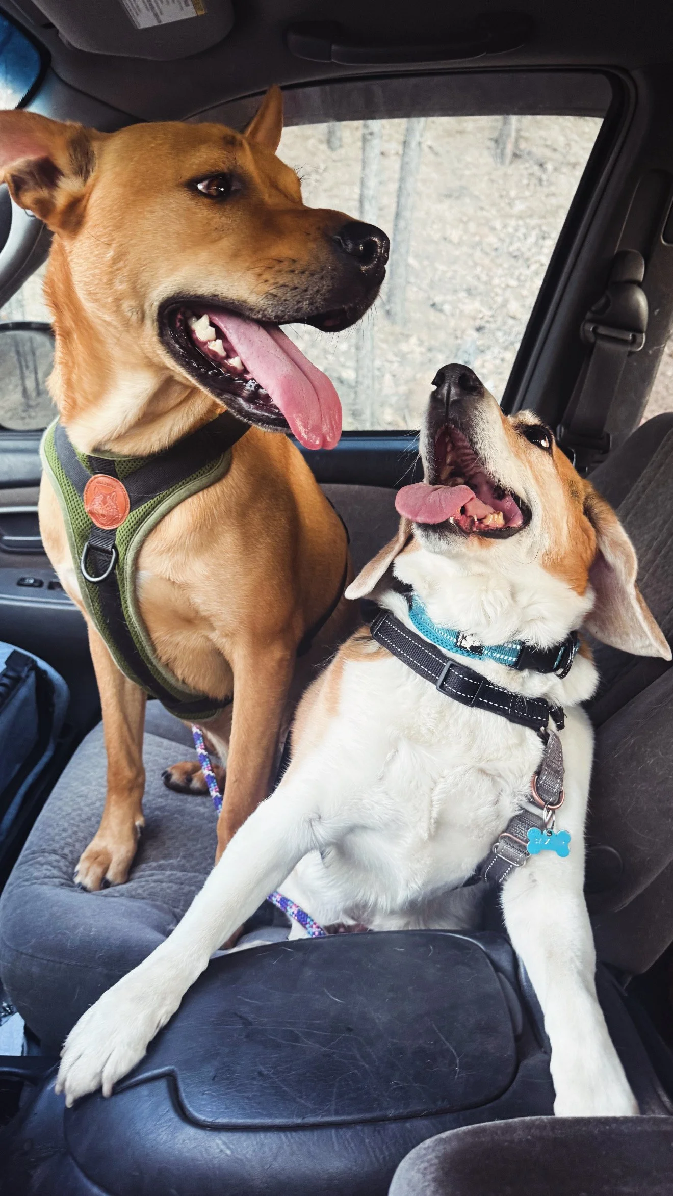 Two happy dogs after a dog walk in Evergreen, Colorado with pickup and drop-off from Hi Country Hounds