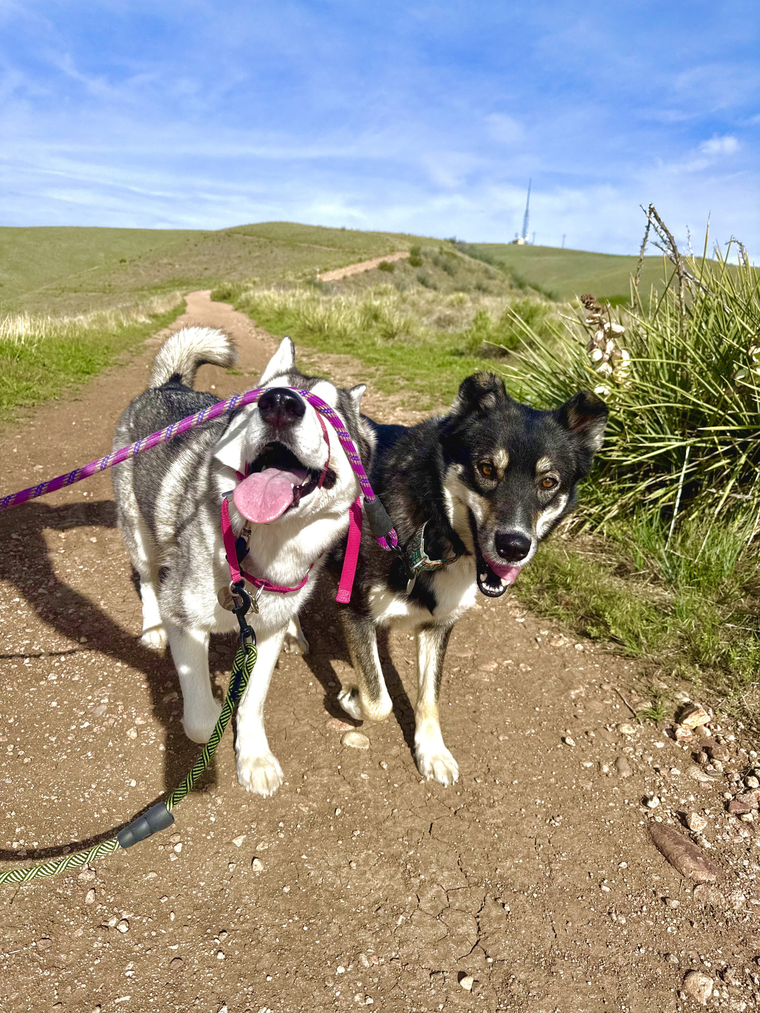 Two dogs hiking on a foothill trail west of Denver, Colorado
