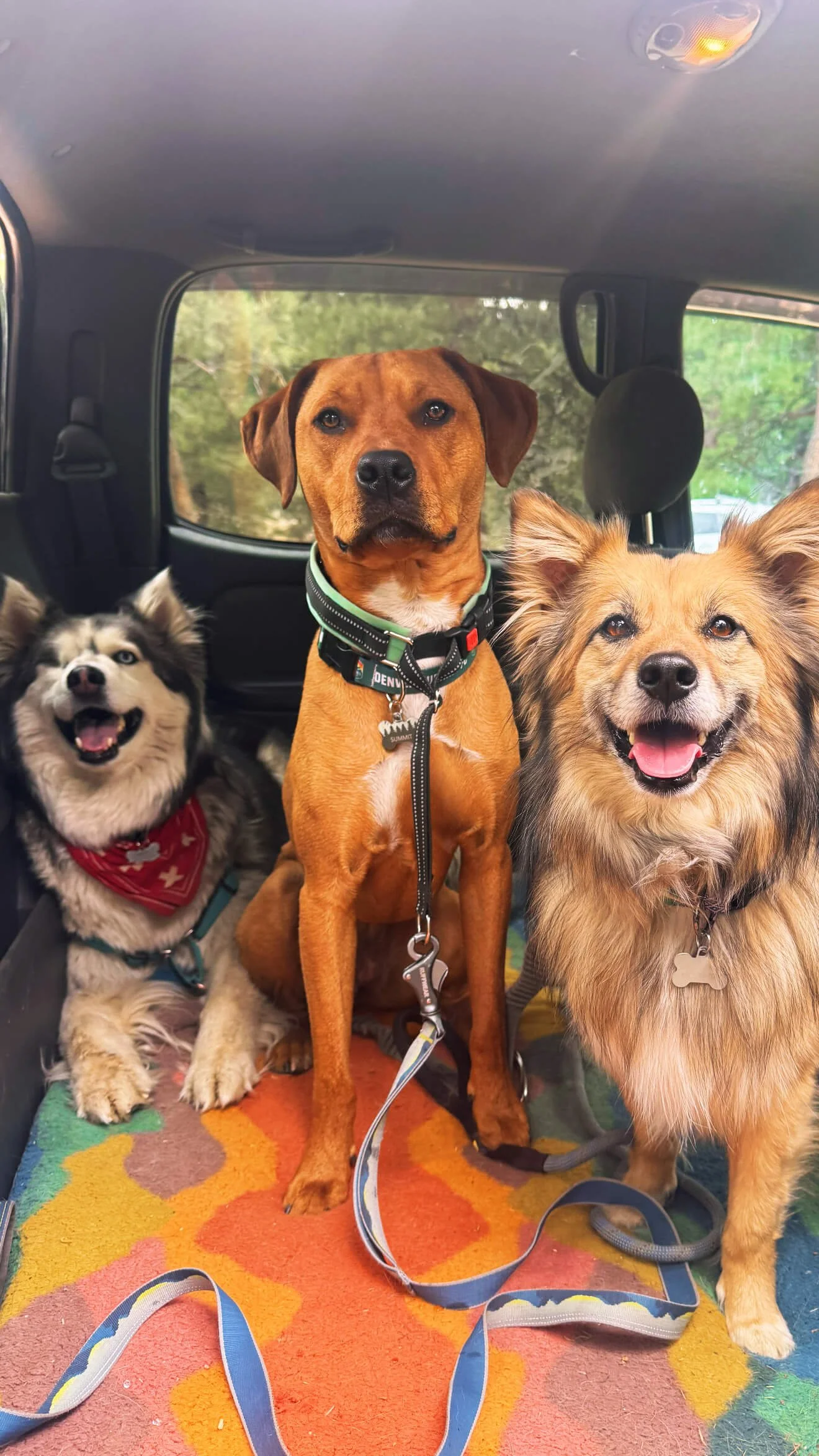 Dog hiking, walks, and drop-in visits for dogs in Evergreen and Conifer Colorado.