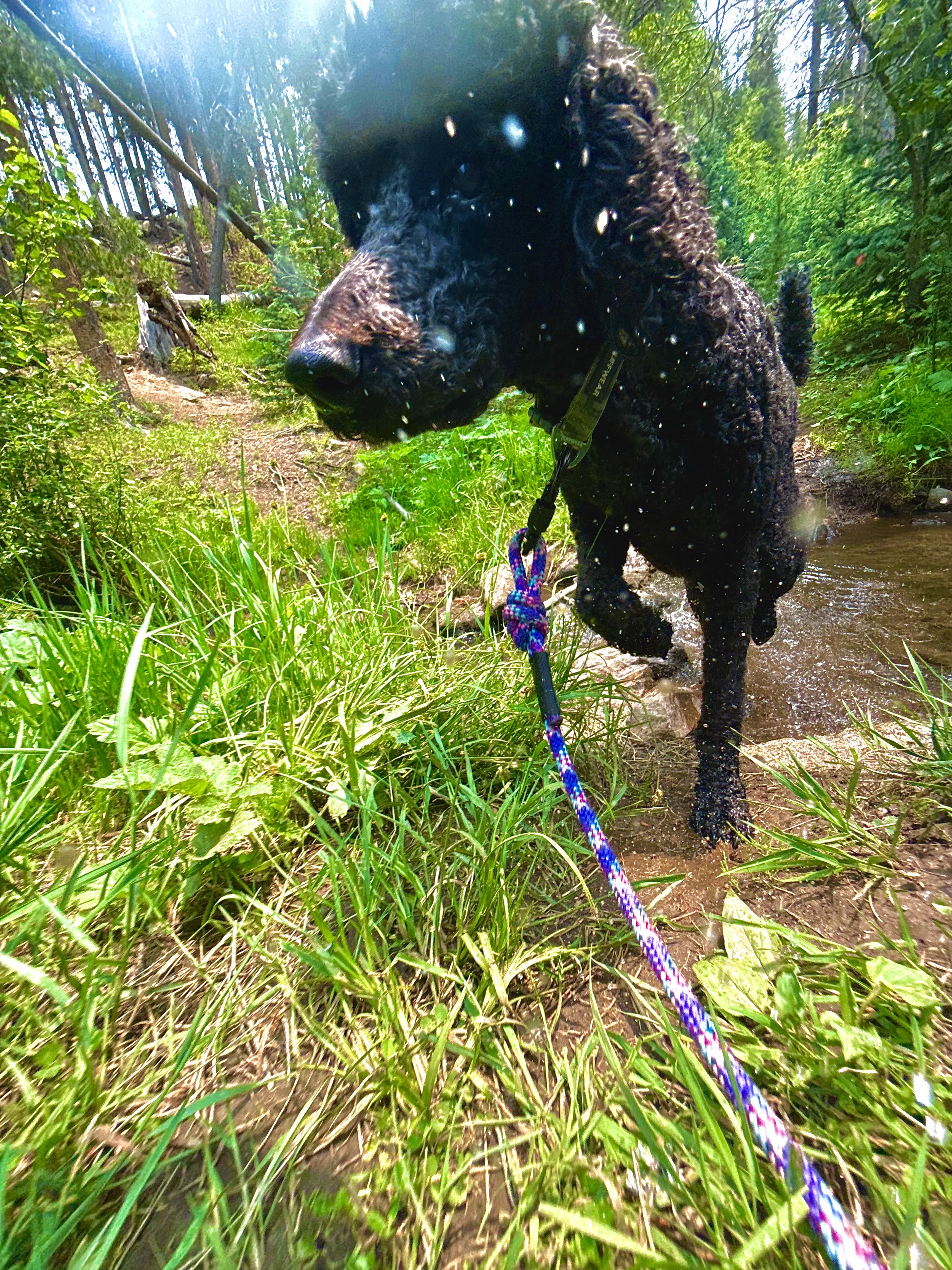 Dog enjoying a structured forest walk with Hi Country Hounds near Conifer, Colorado.