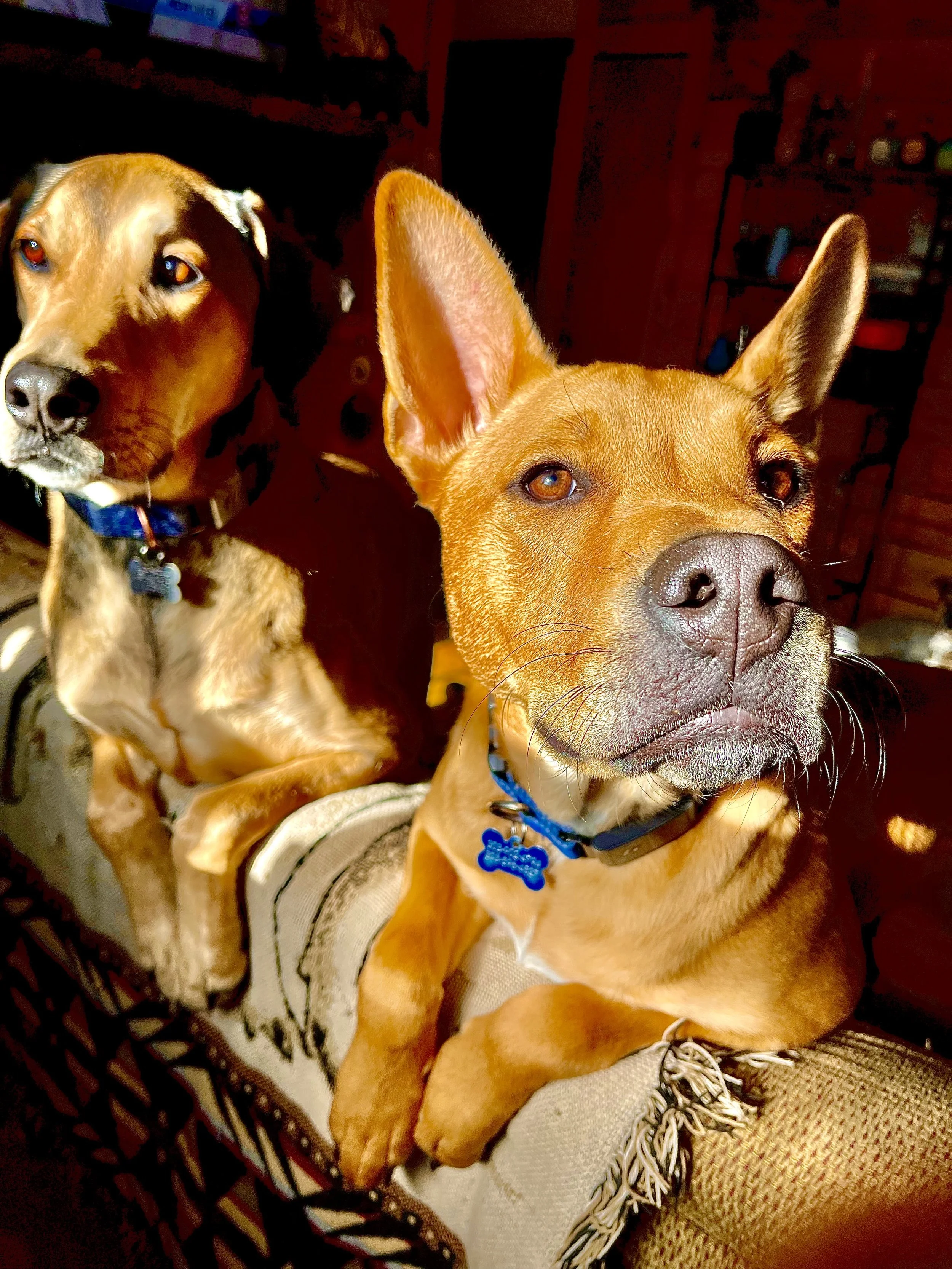 Two happy dogs relaxing at home after a Hi Country Hounds dog hike.