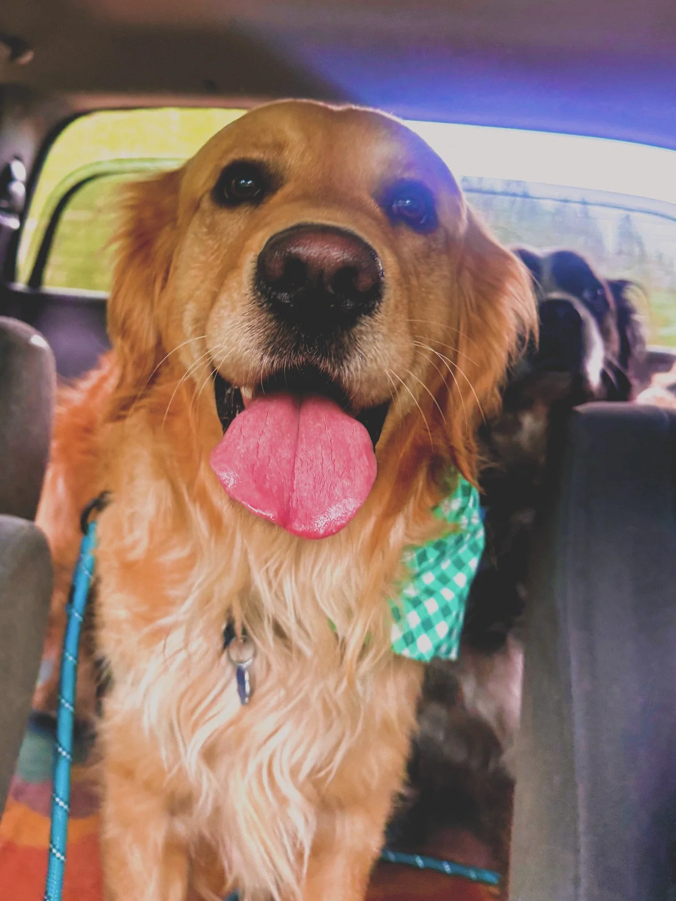 Happy dog riding home with Hi Country Hounds after a hike in Evergreen, Colorado.
