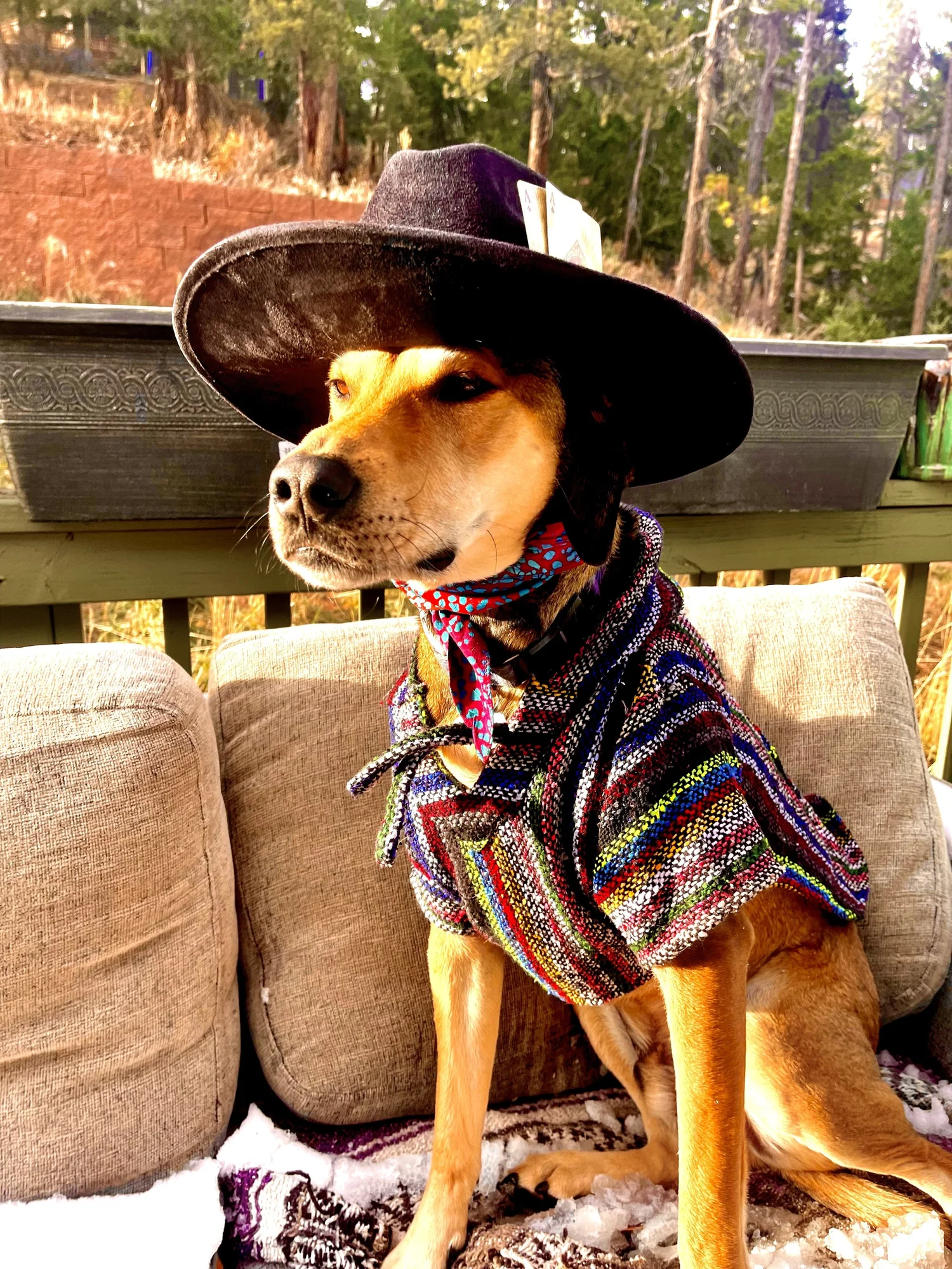 Ryder, Hi Country Hounds companion dog and trail mentor