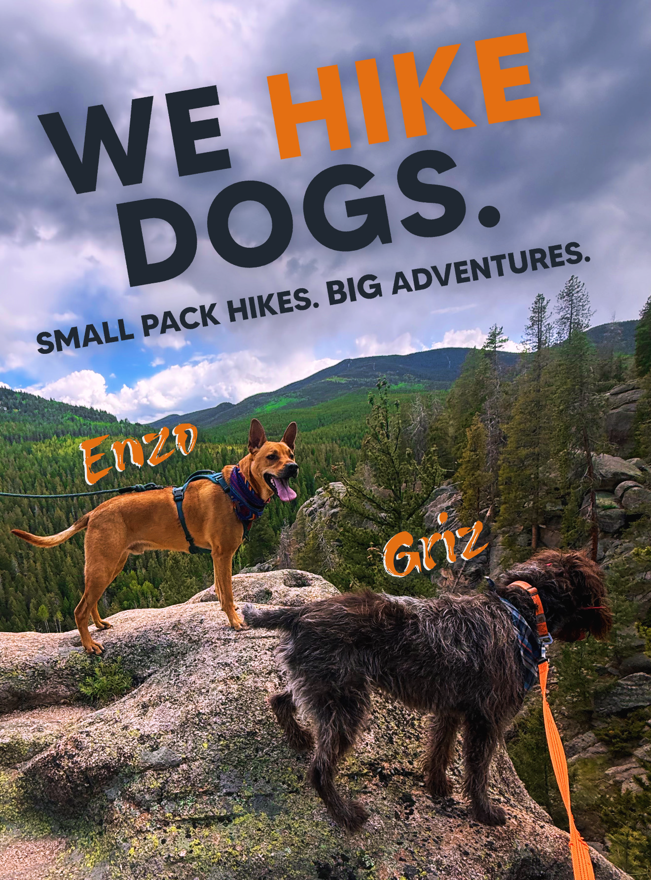 Enzo and Griz overlooking the Colorado mountains during a small group dog hike with Hi Country Hounds