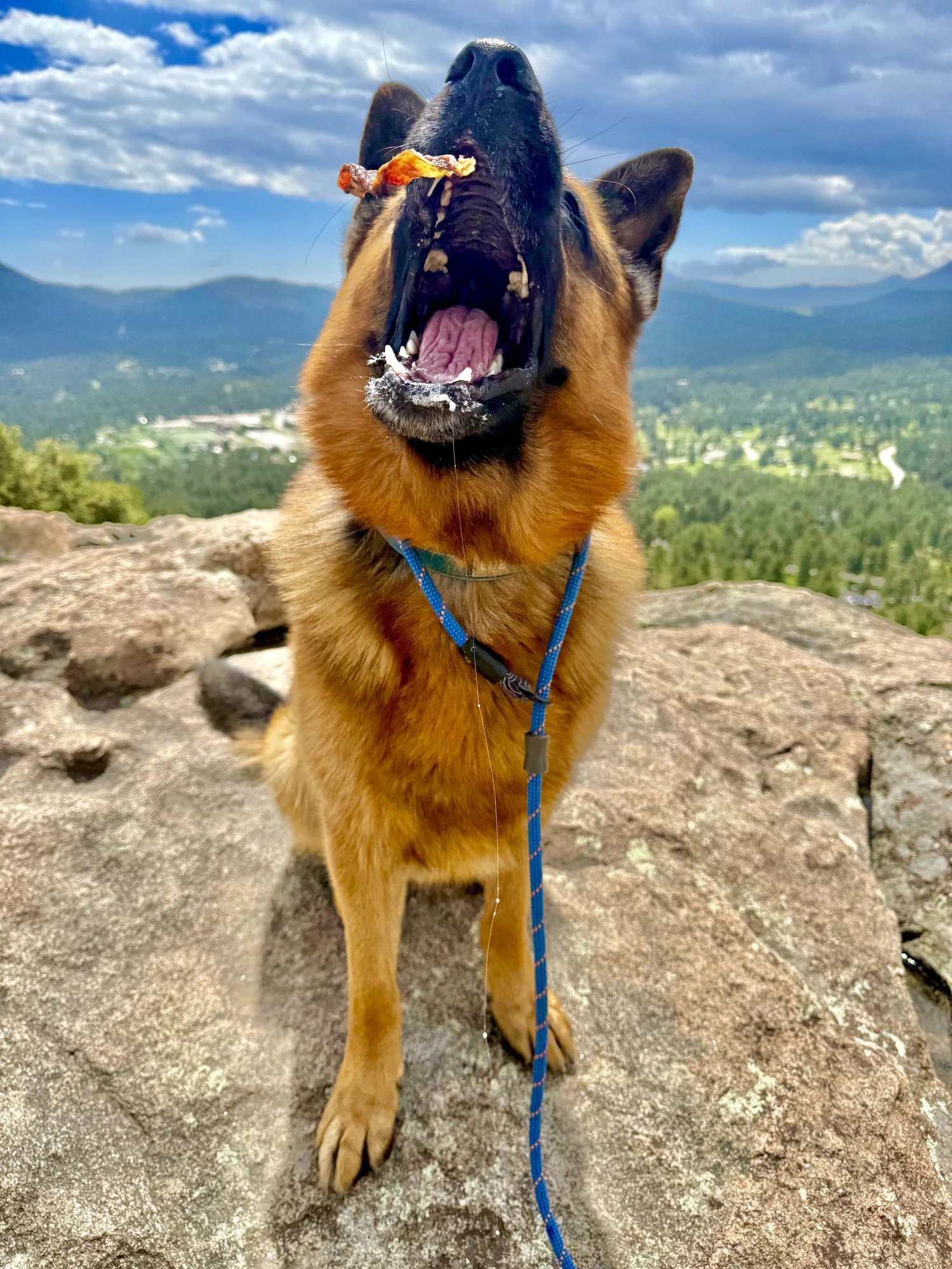 Hi Country Hounds dog enjoying daily mountain activity during boarding