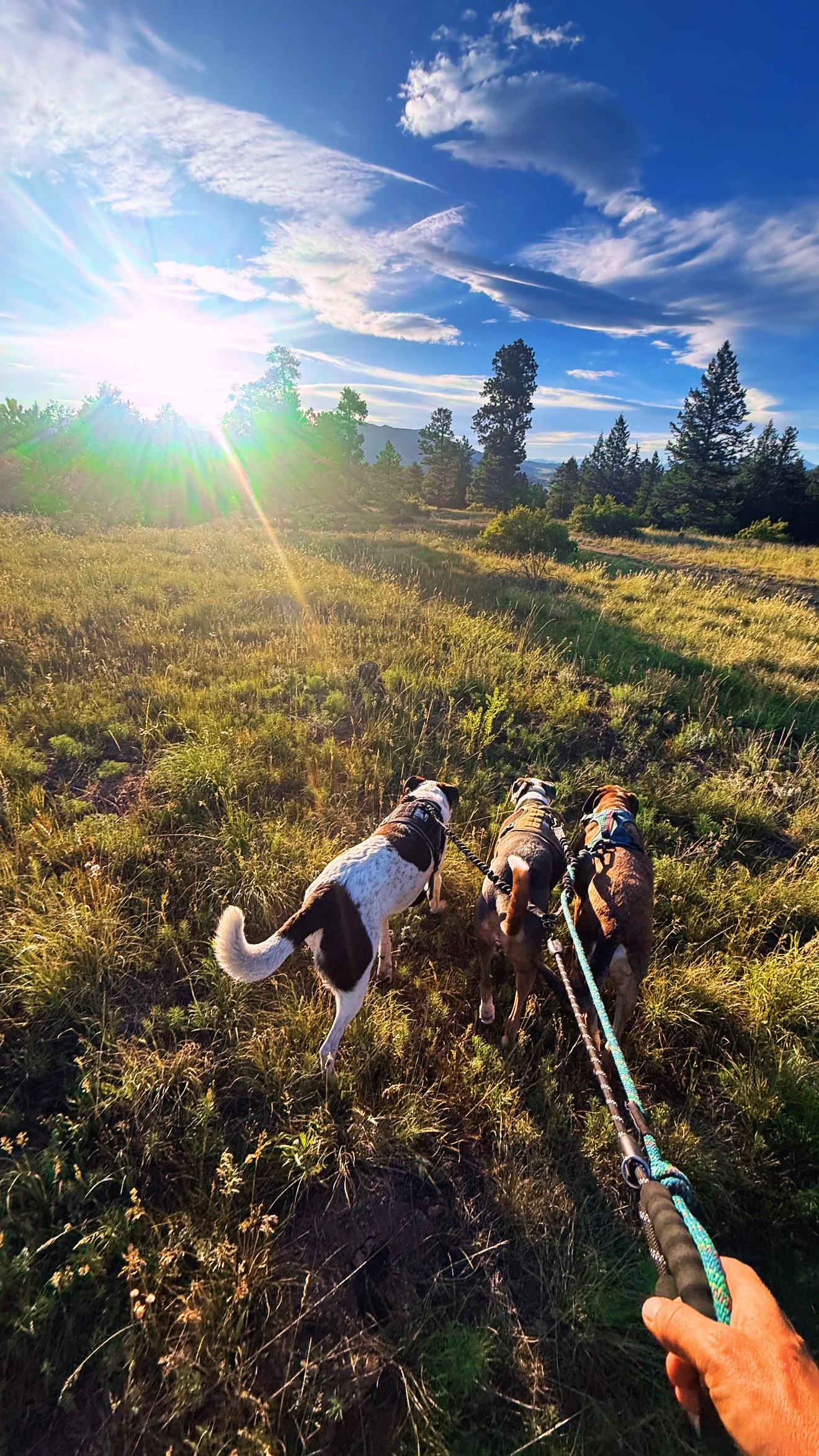 Three dogs on leashes walk through a grassy trail in a forested area of Evergreen during sunset, with trees and clouds in the sky.