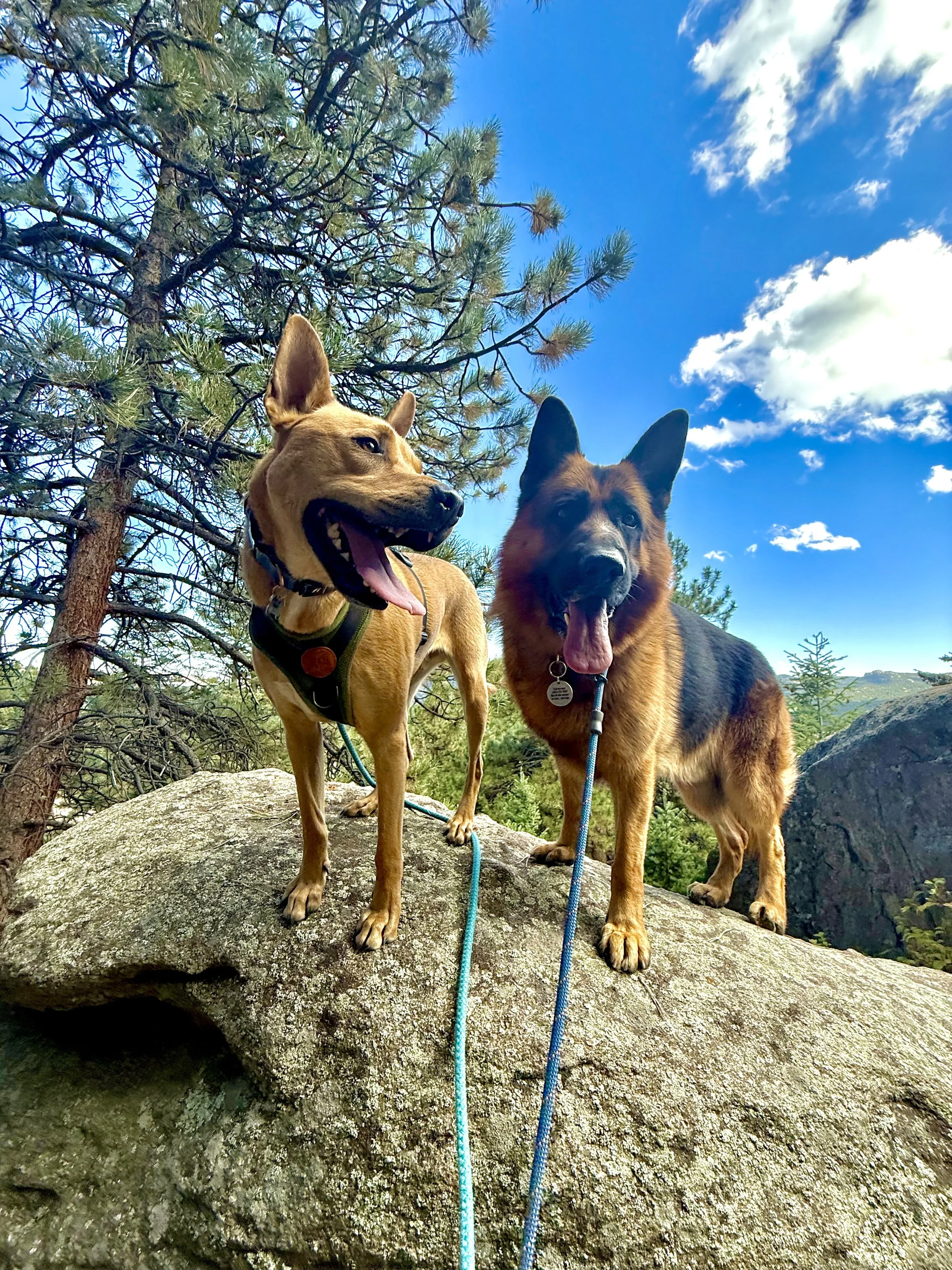 Two dogs on a mountain hike near Evergreen, Colorado with Hi Country Hounds.