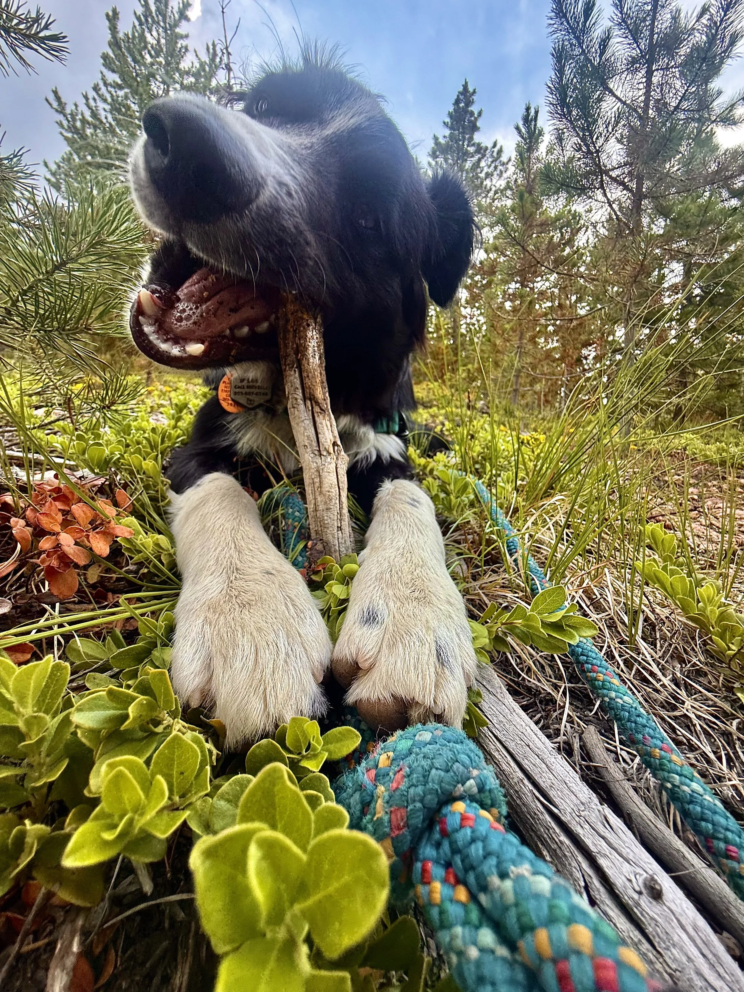 Happy dog resting on a forest trail after a hike with Hi Country Hounds in Evergreen, Colorado.