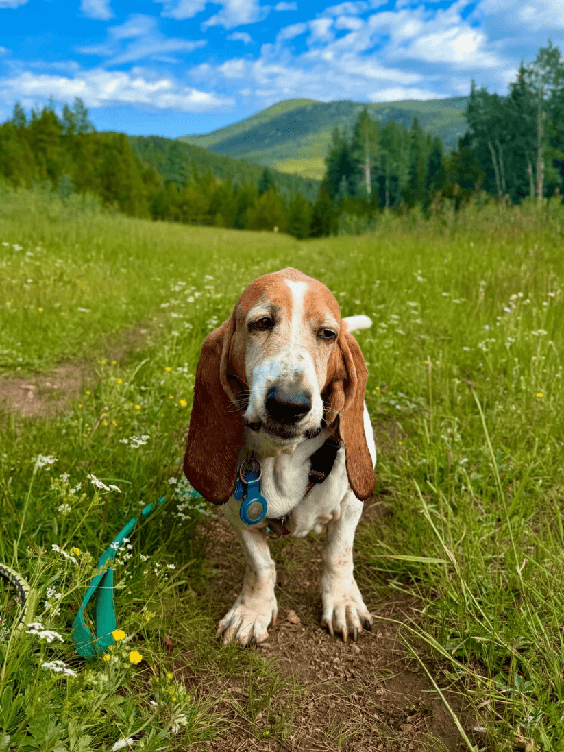 Hi Country Hounds dog hiking on a mountain trail near Evergreen Colorado