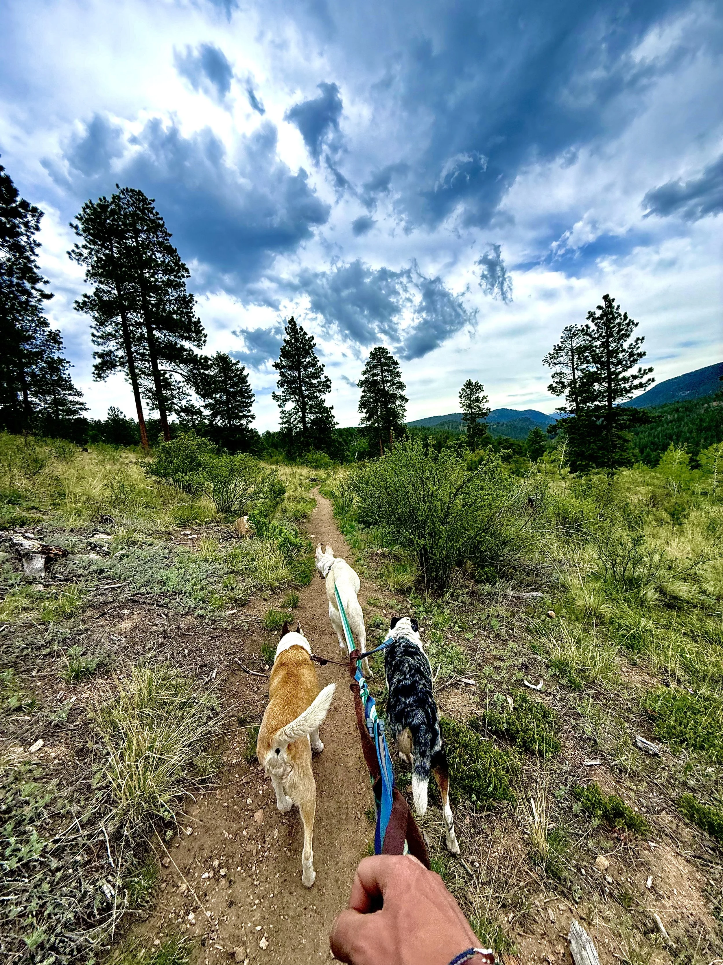 Small group of dogs hiking a scenic trail in the Colorado foothills with Hi Country Hounds.