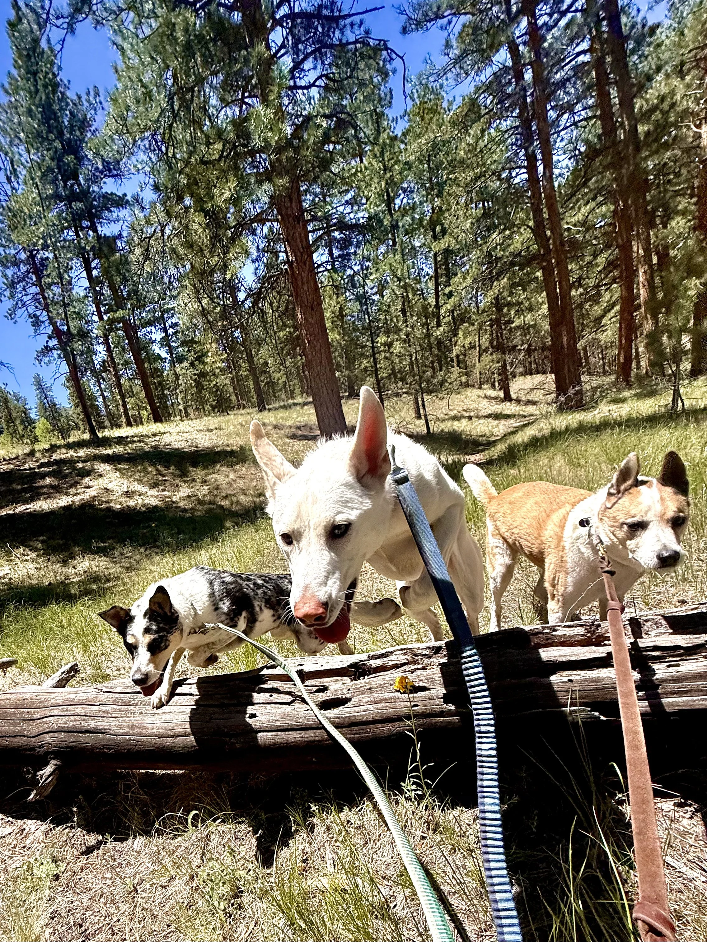 Three dogs exploring a wooded trail in Evergreen Colorado
