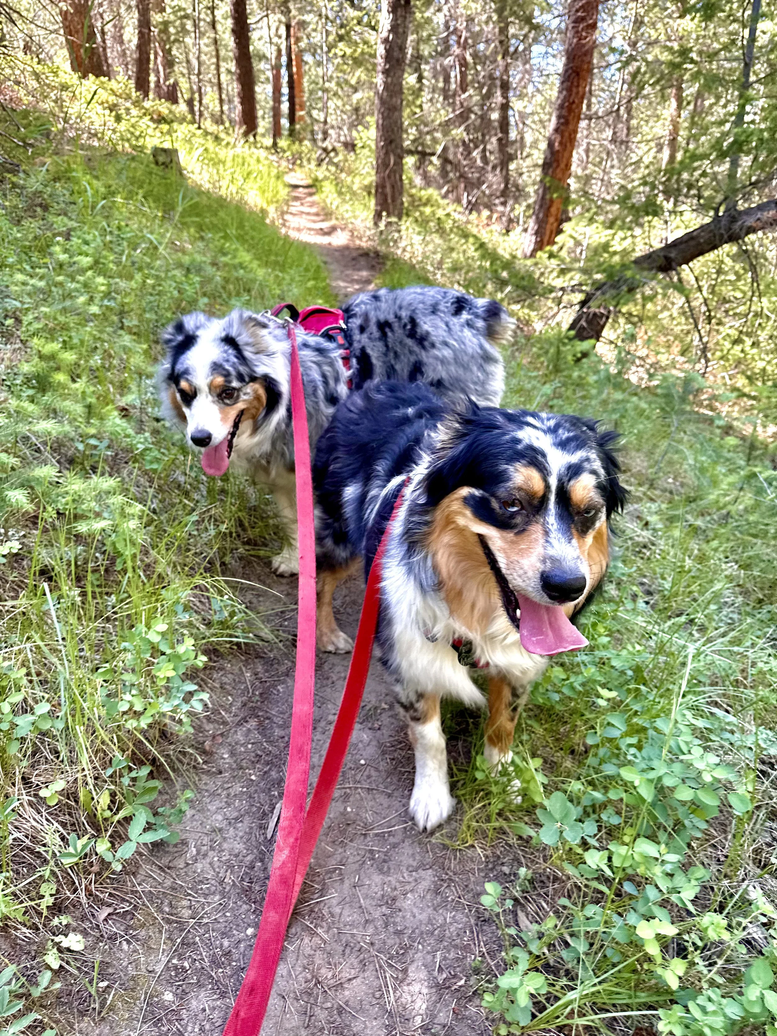 Two dogs hiking together on a foothill trail west of Denver Colorado