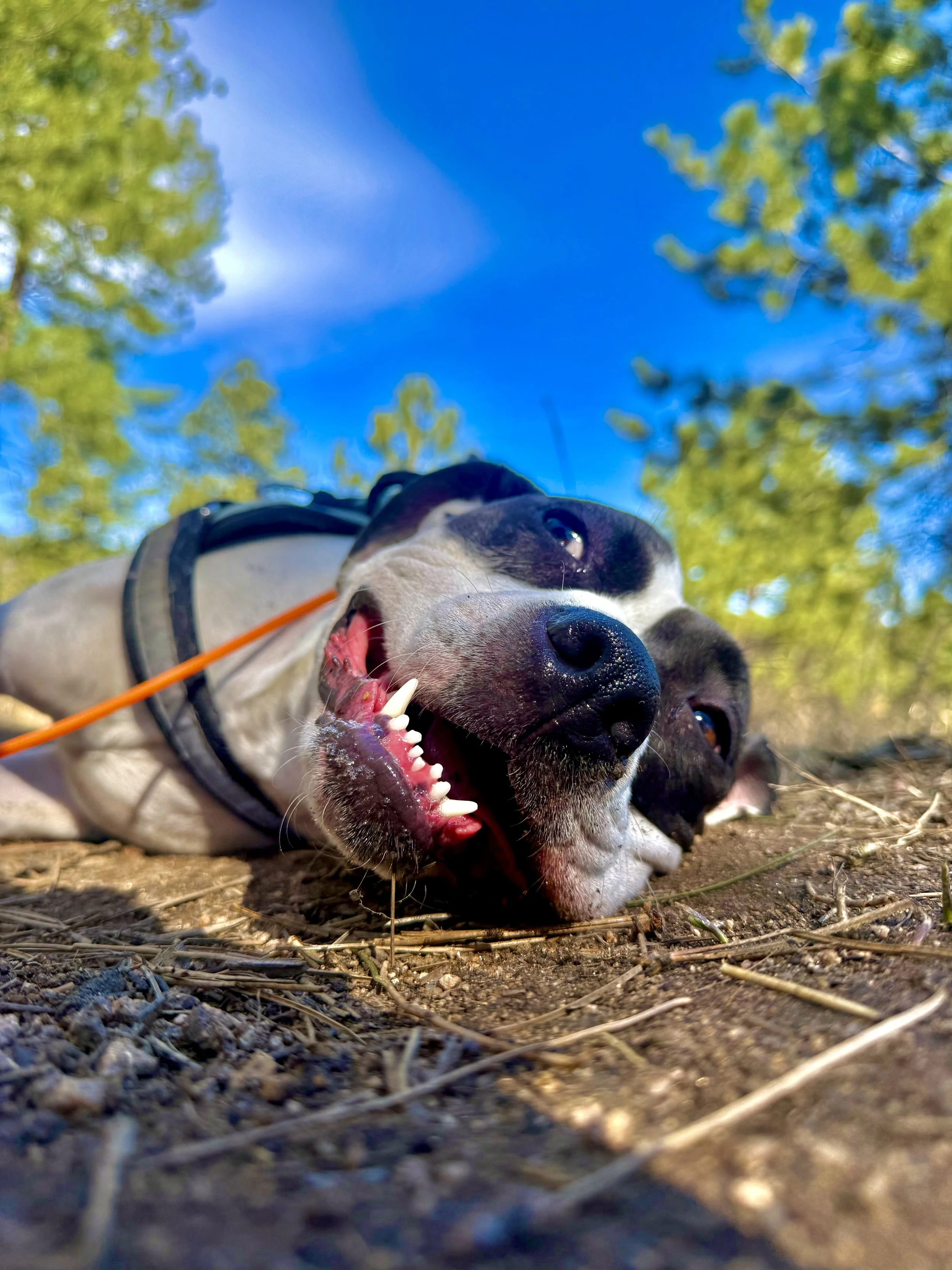 Happy dog resting after a walk in Evergreen, Colorado with Hi Country Hounds
