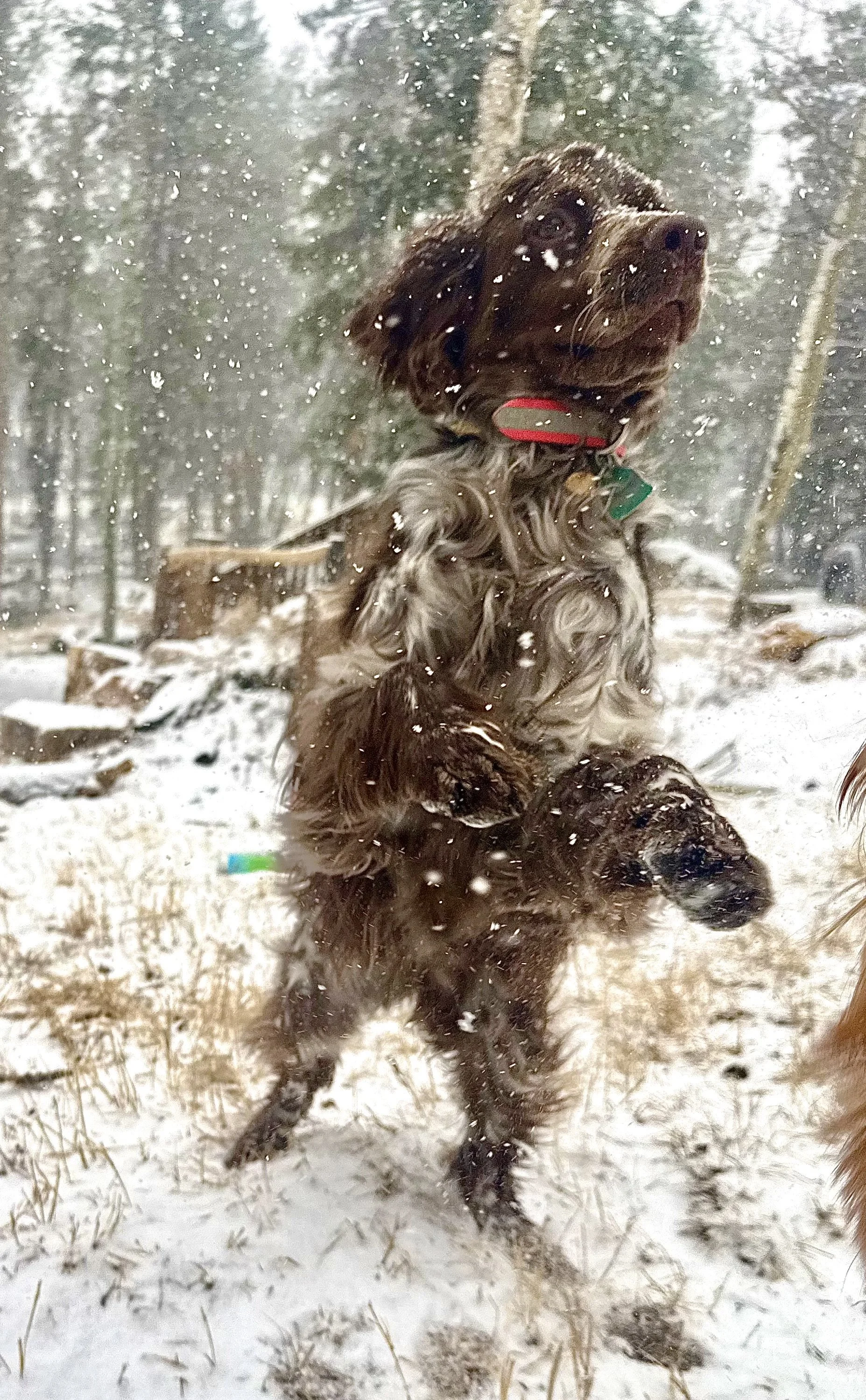 Dog hiking through the snow on a high-elevation trail near Bailey, Colorado with Hi Country Hounds.