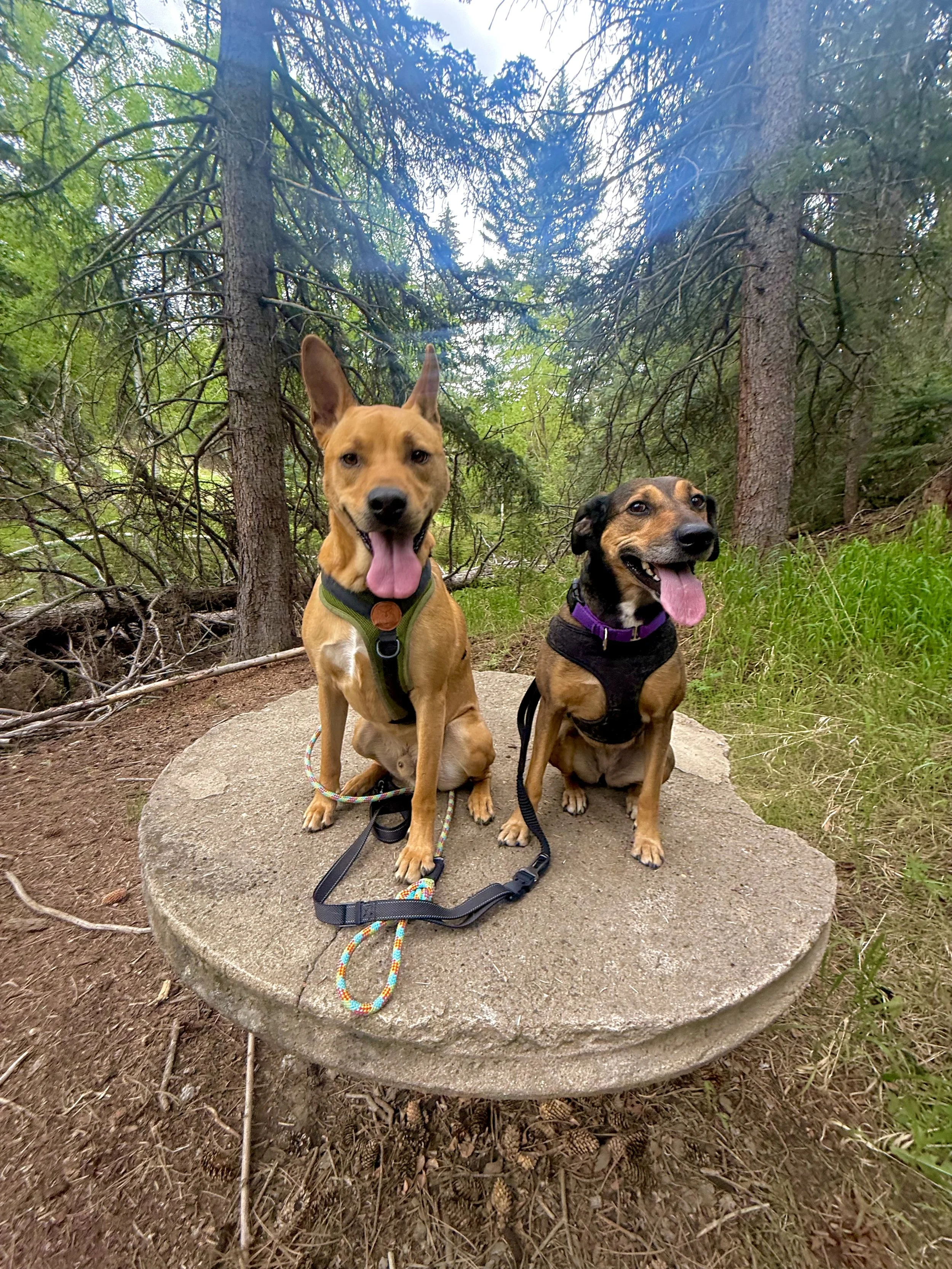Two happy dogs resting on a trail in the Evergreen Colorado foothills