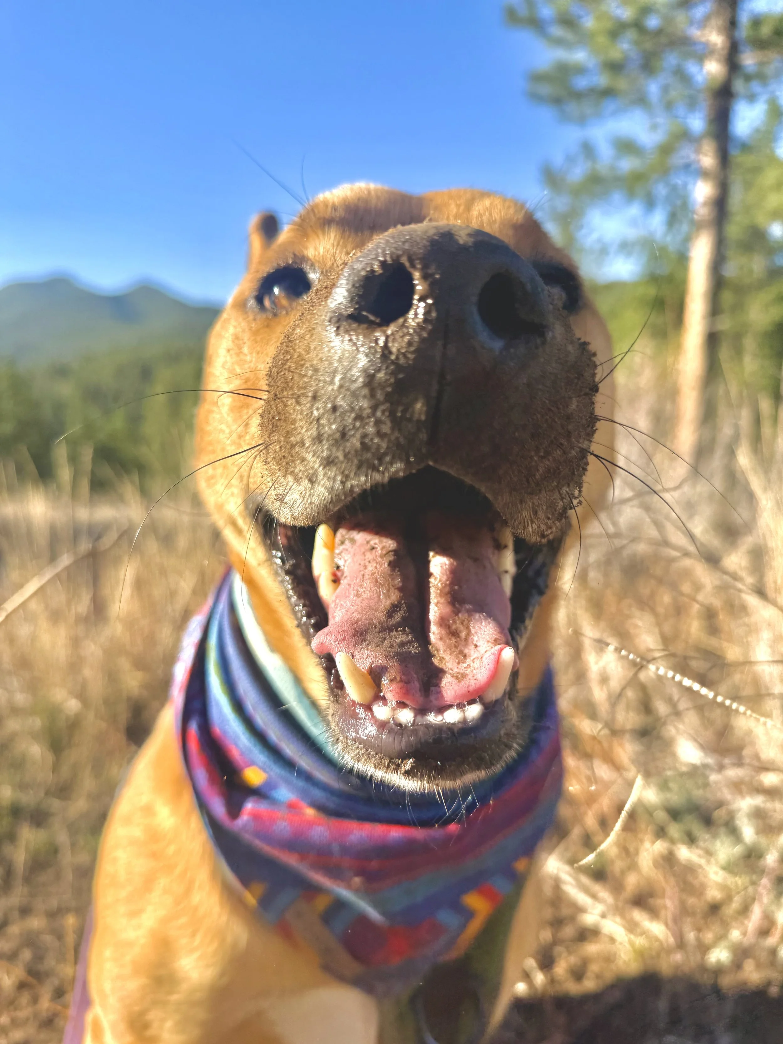 Close-up of a dog with its mouth open, wearing a colorful bandana, with a natural outdoor background including trees and blue sky.