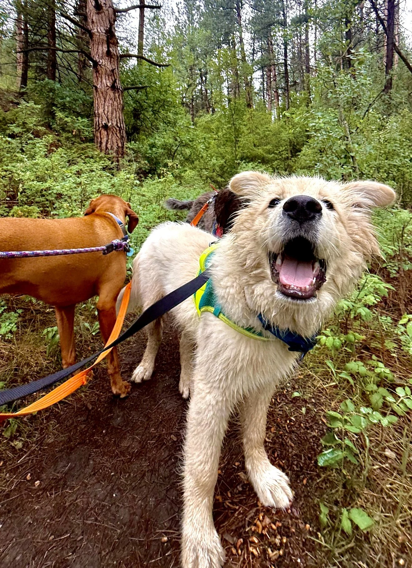 Three happy dogs on a small-group forest hike with Hi Country Hounds in Evergreen, Colorado.
