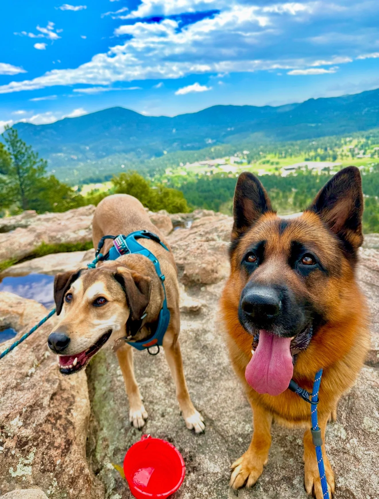 Two dogs, one with a brown and black coat and the other with a tan coat, standing on rocks outdoors with a scenic mountain landscape in the background. The brown and black dog has its tongue out, and a red container is visible on the ground.