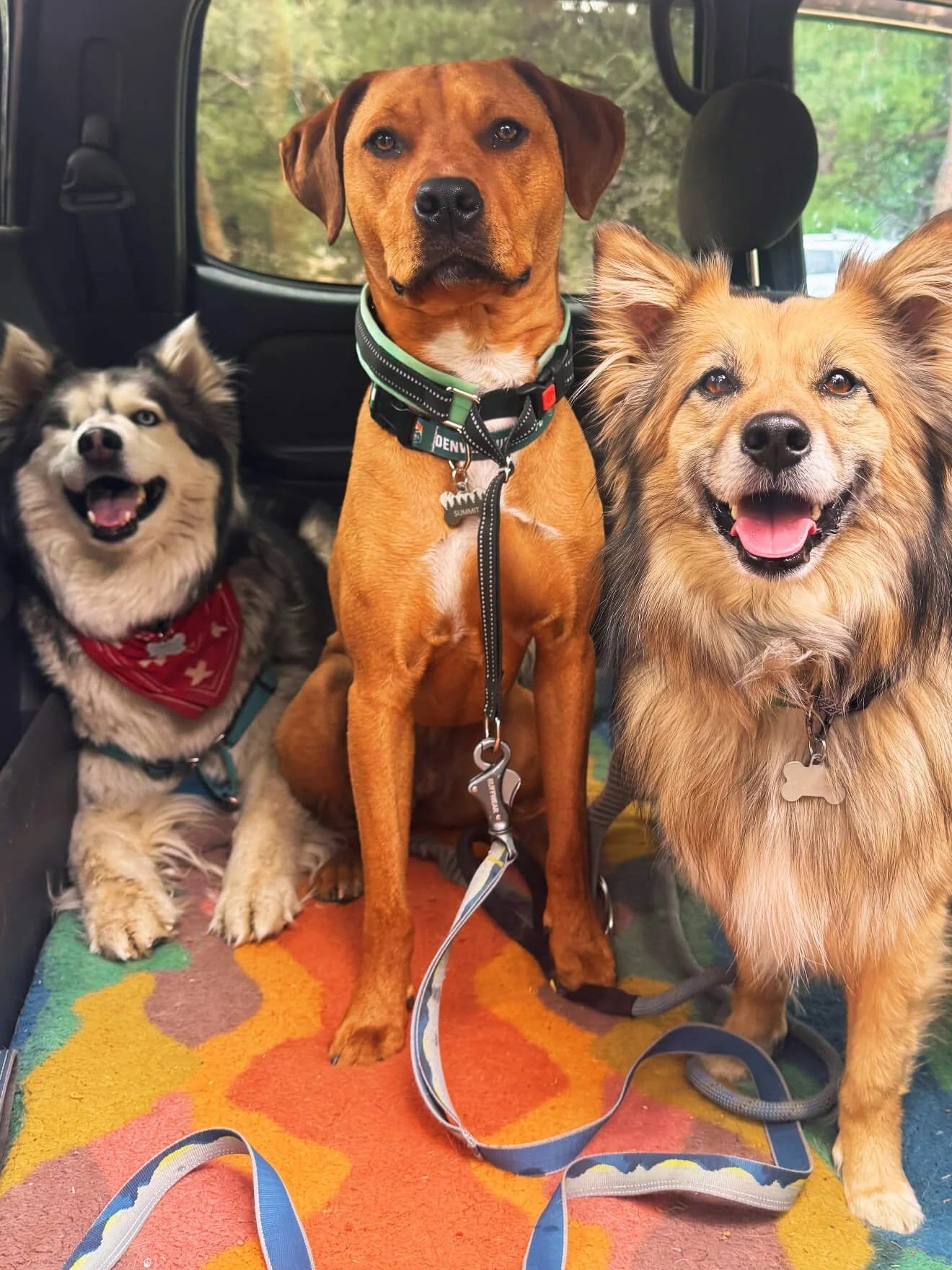 Three dogs ready for pickup before a Hi Country Hounds Hike in Evergreen, Colorado.