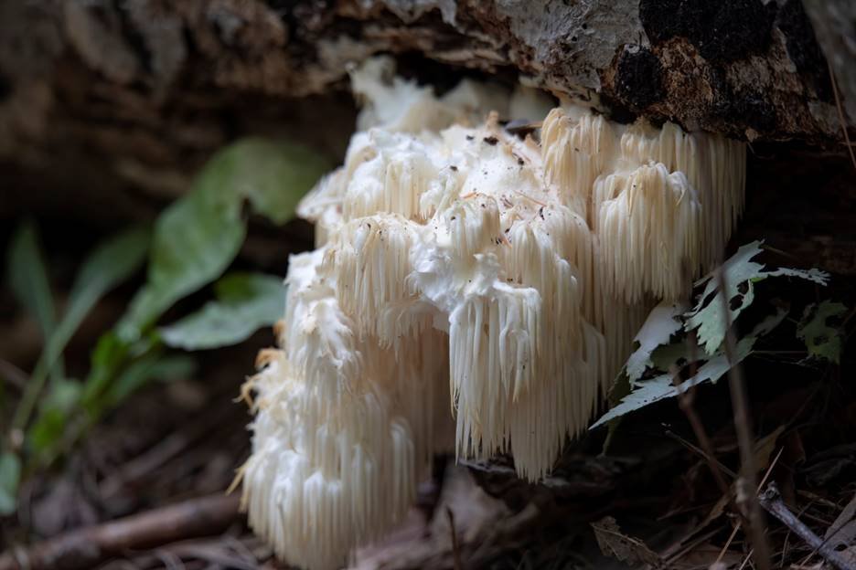 ADACT Medical mushrooms quality and safety testing