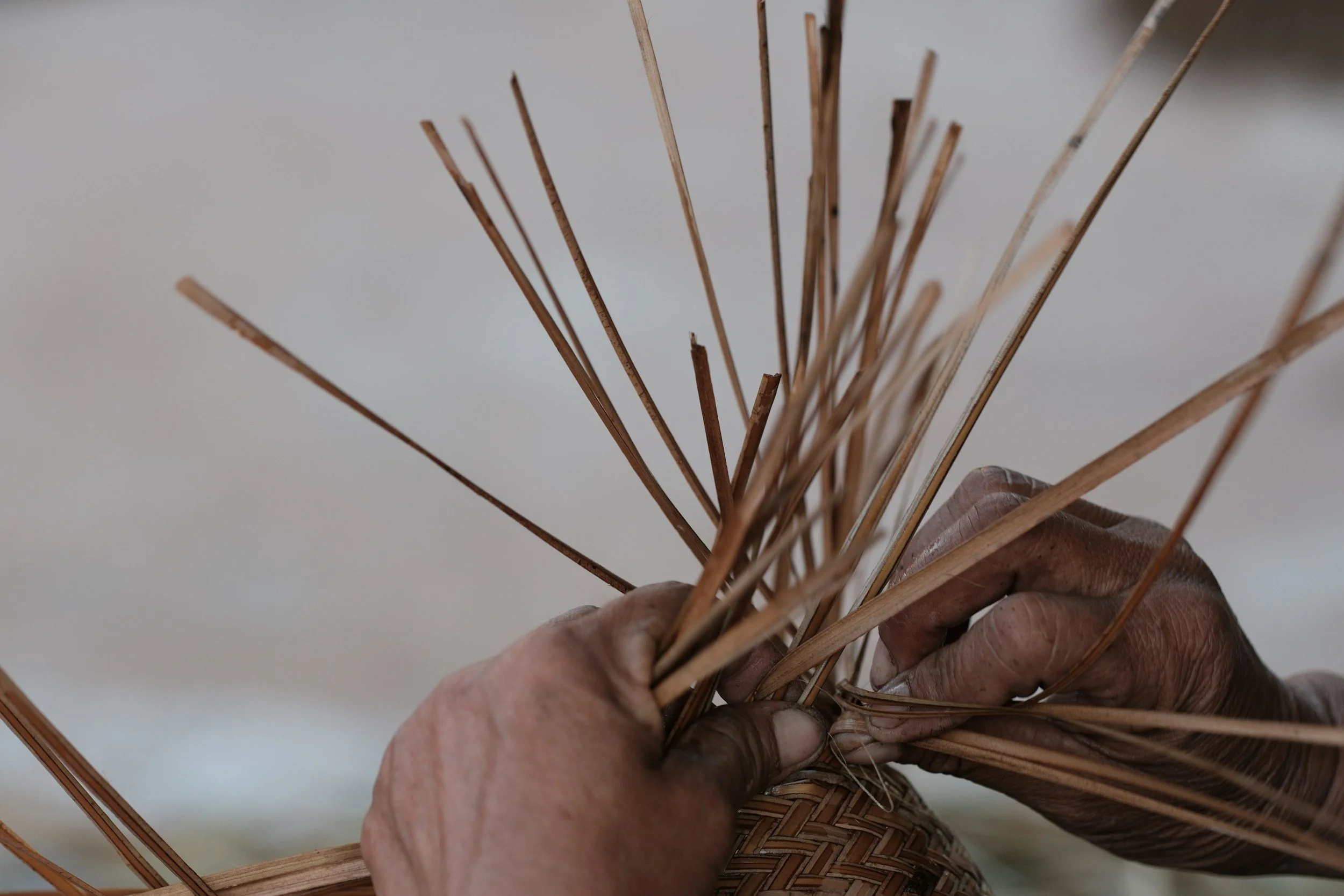 A person's hand holding a bundle of thin, dried, brown reeds or branches, with some greenery visible in the background.