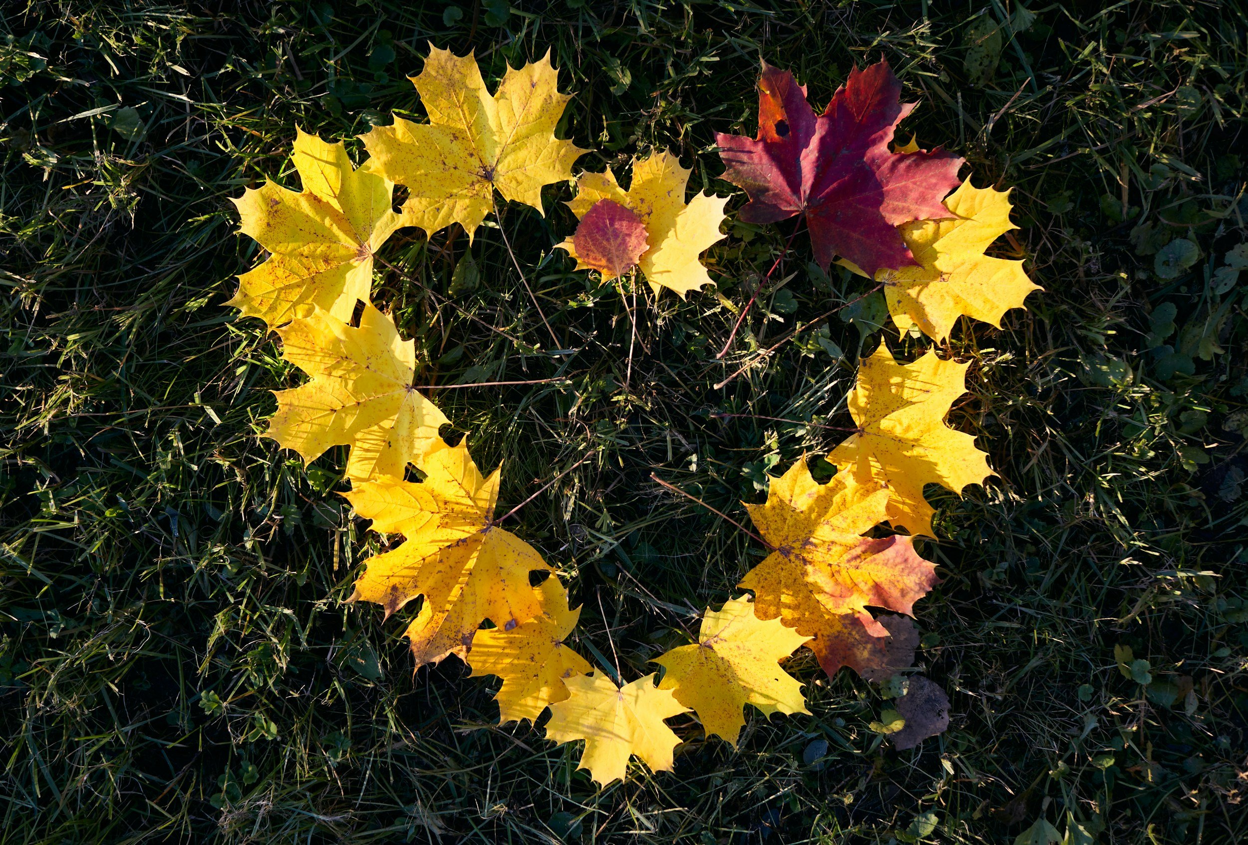 Fall leaves, mainly yellow with some red, scattered on grass.
