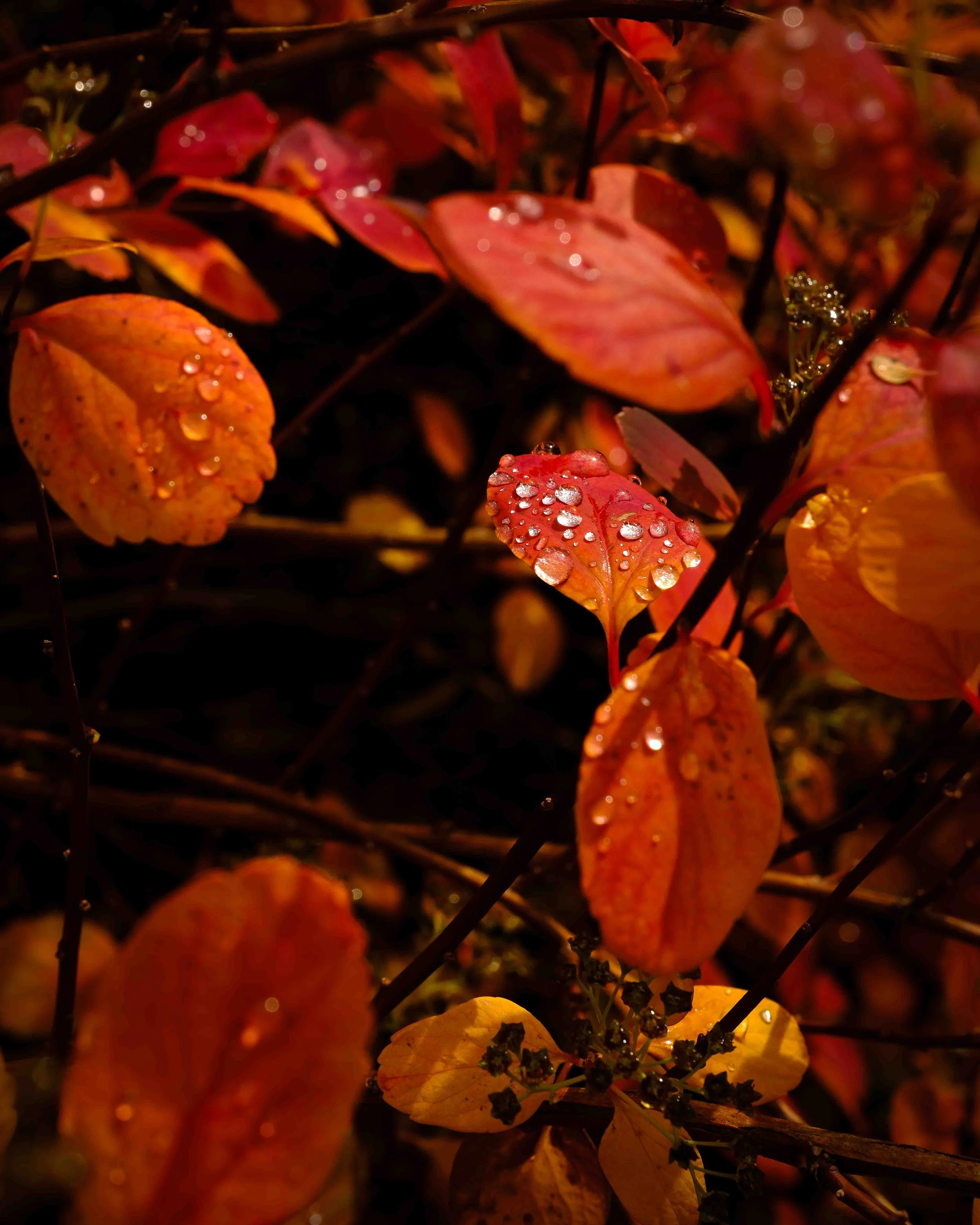 Camas Commercial Photographer ©2026 Portraits of Connection by Charity Feb-2918.jpg