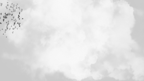 birds
