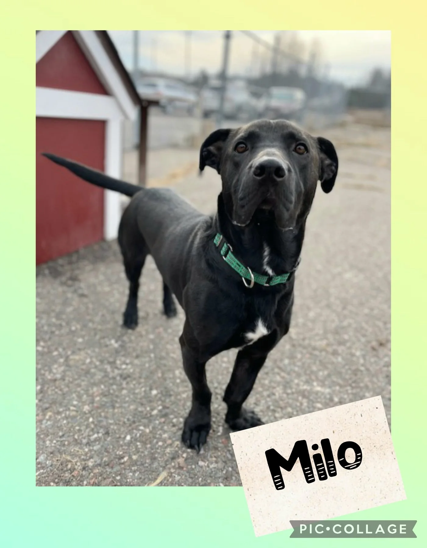 Adopt Milo! Sponsored Adoption — Northwoods Animal Shelter Iron River