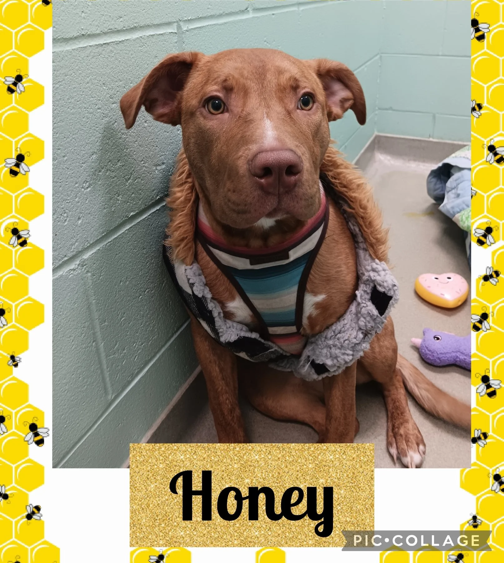 Adopt a Dog in Iron River Michigan — Northwoods Animal Shelter Iron