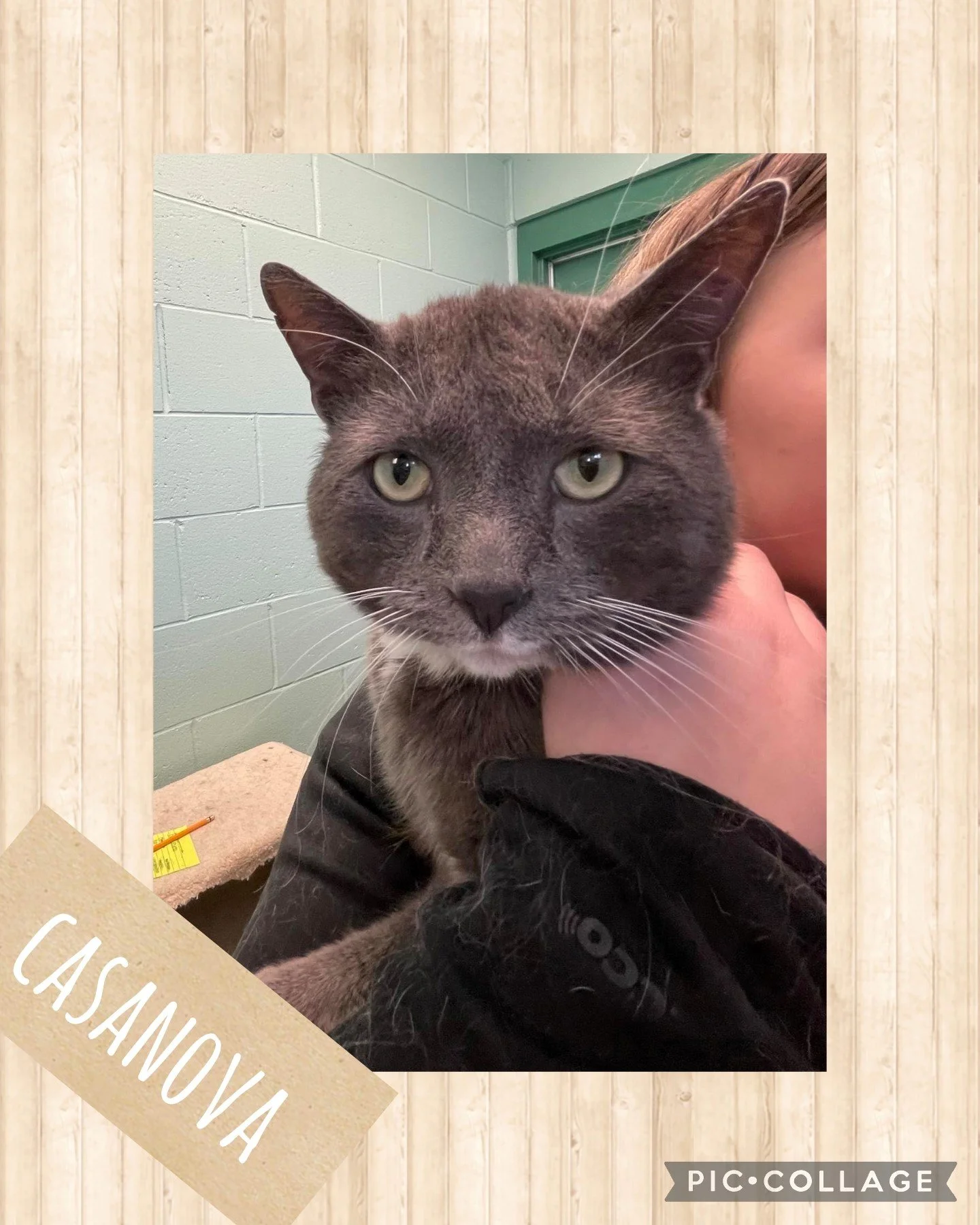 Adopt Casanova! — Northwoods Animal Shelter Iron River Michigan