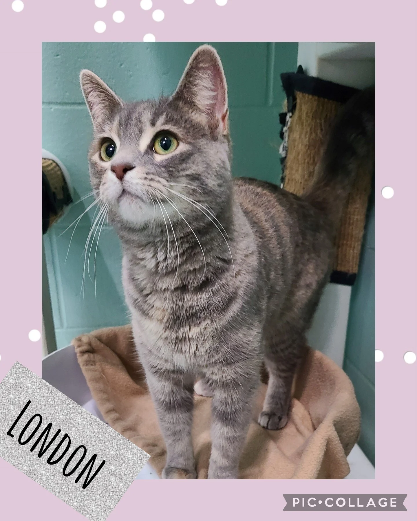 London! — Northwoods Animal Shelter Iron River Michigan