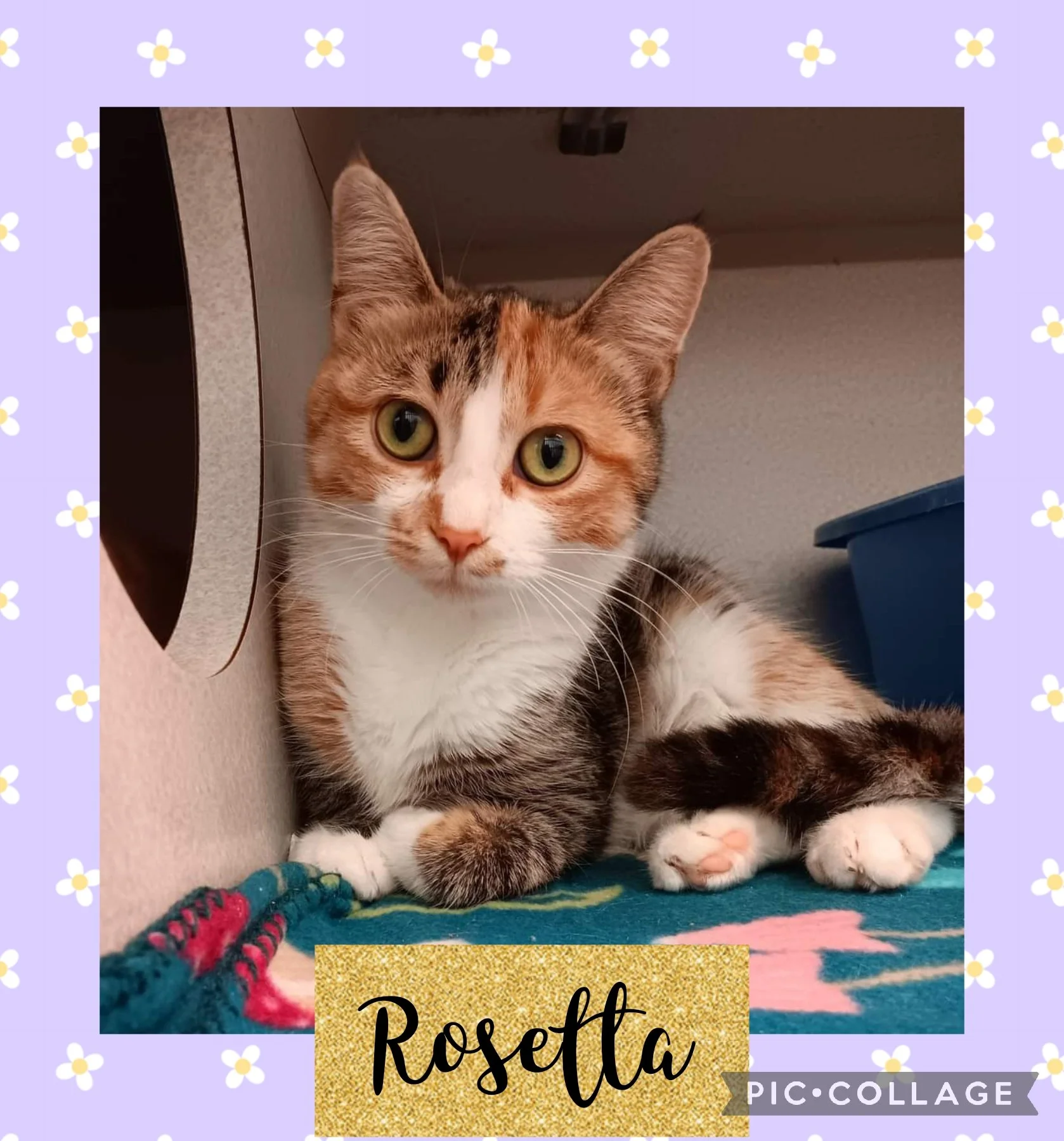 Rosetta — Northwoods Animal Shelter Iron River Michigan
