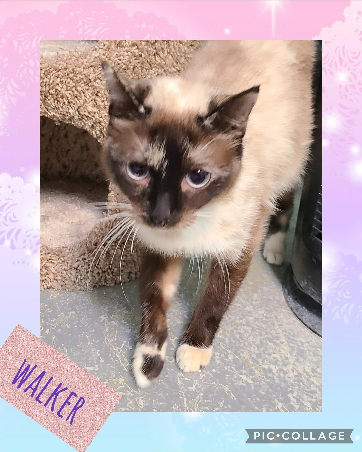 Walker — Northwoods Animal Shelter Iron River Michigan