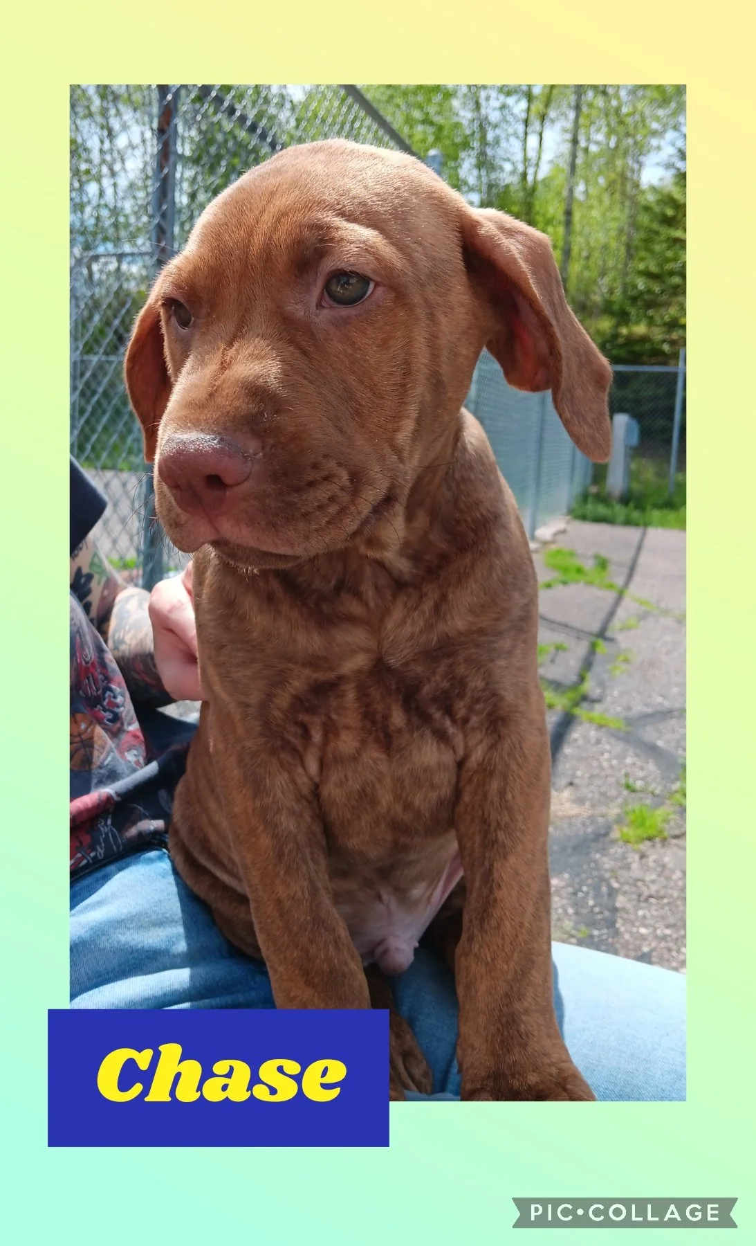 Pit/Lab Puppies — Northwoods Animal Shelter Iron River Michigan