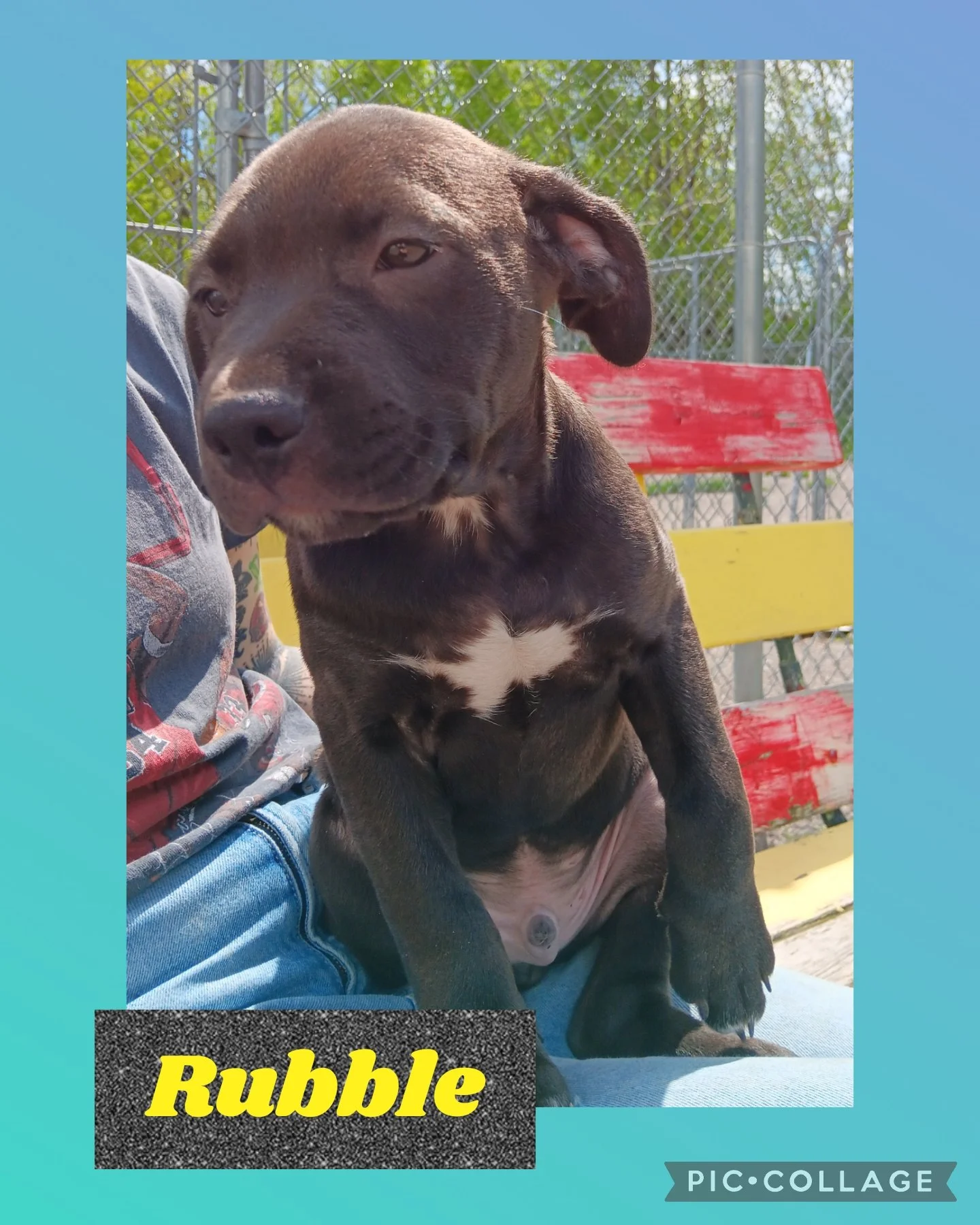 Pit/Lab Puppies — Northwoods Animal Shelter Iron River Michigan