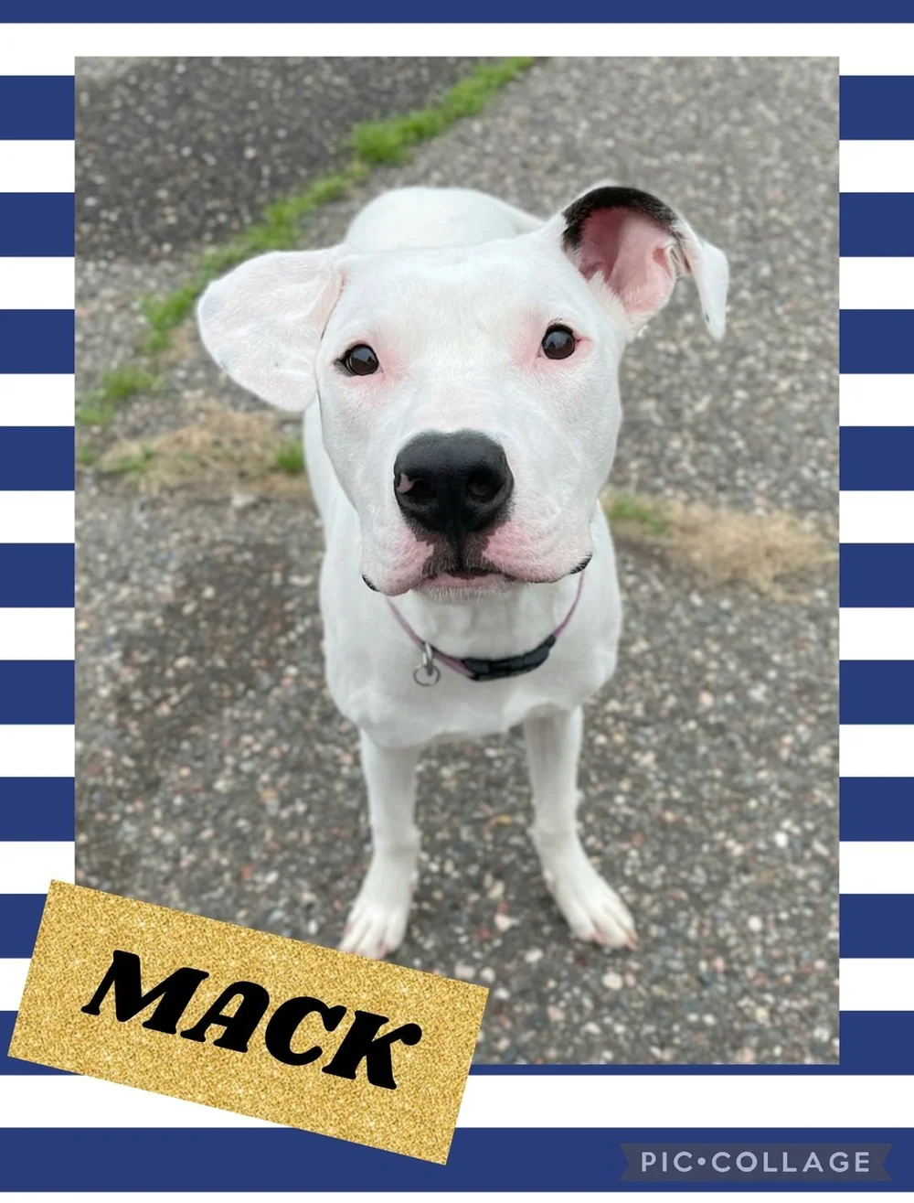 Mack — Northwoods Animal Shelter Iron River Michigan