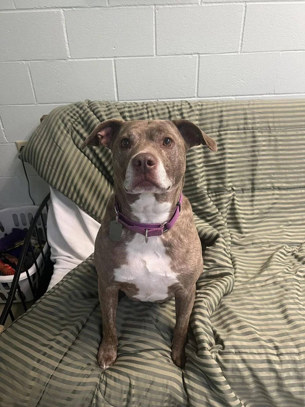 Marcy — Northwoods Animal Shelter Iron River Michigan