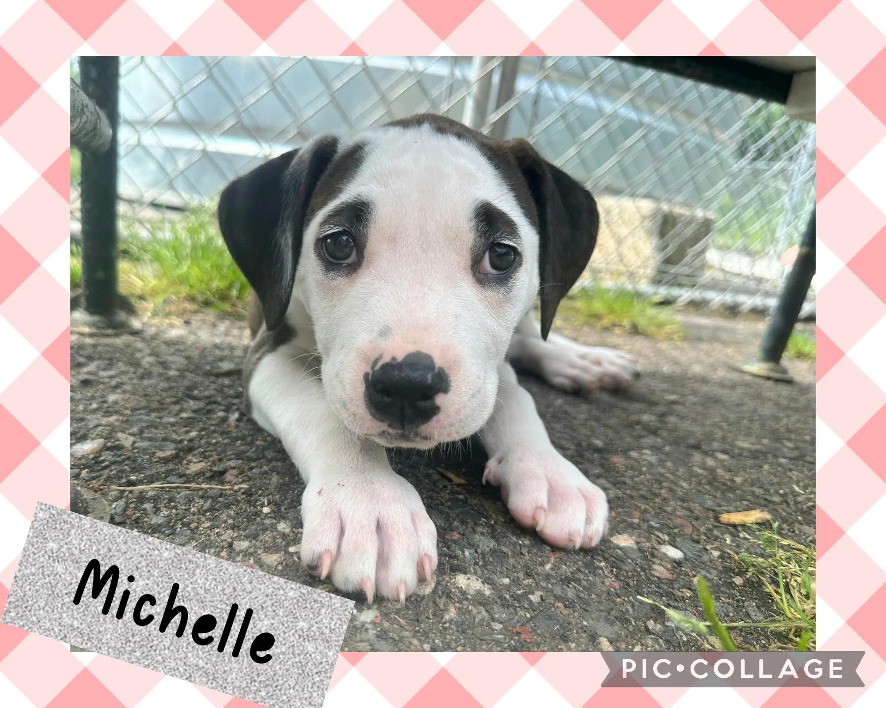 Mixed Breed Puppies — Northwoods Animal Shelter Iron River Michigan