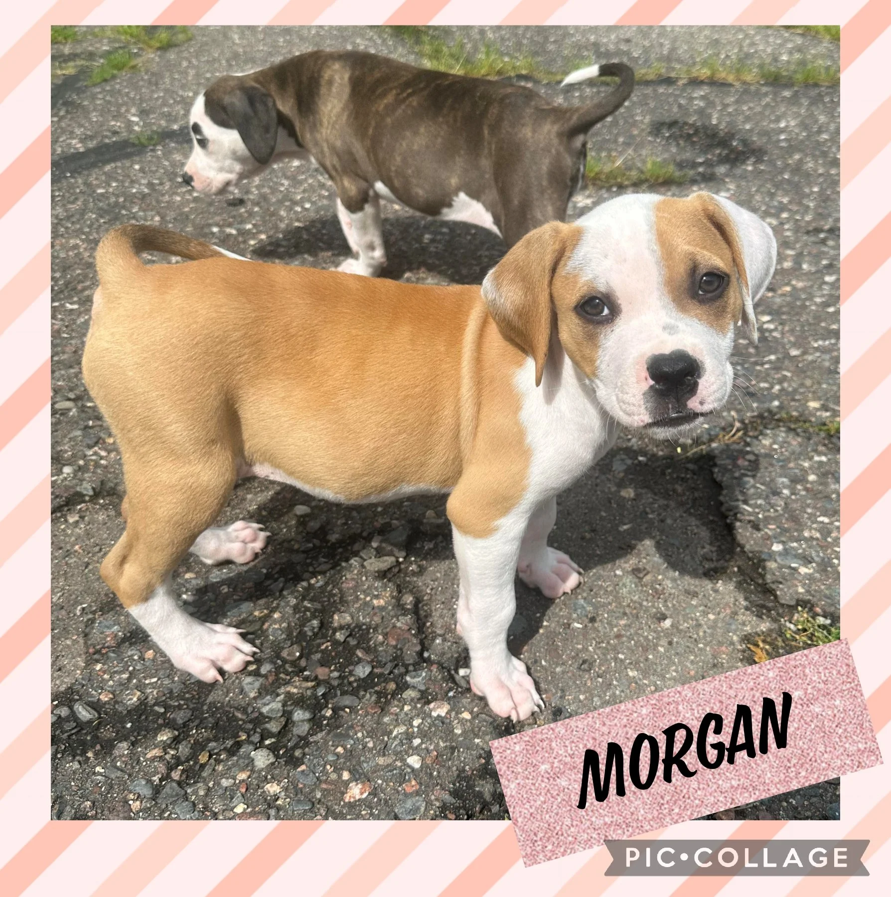 Mixed Breed Puppies — Northwoods Animal Shelter Iron River Michigan